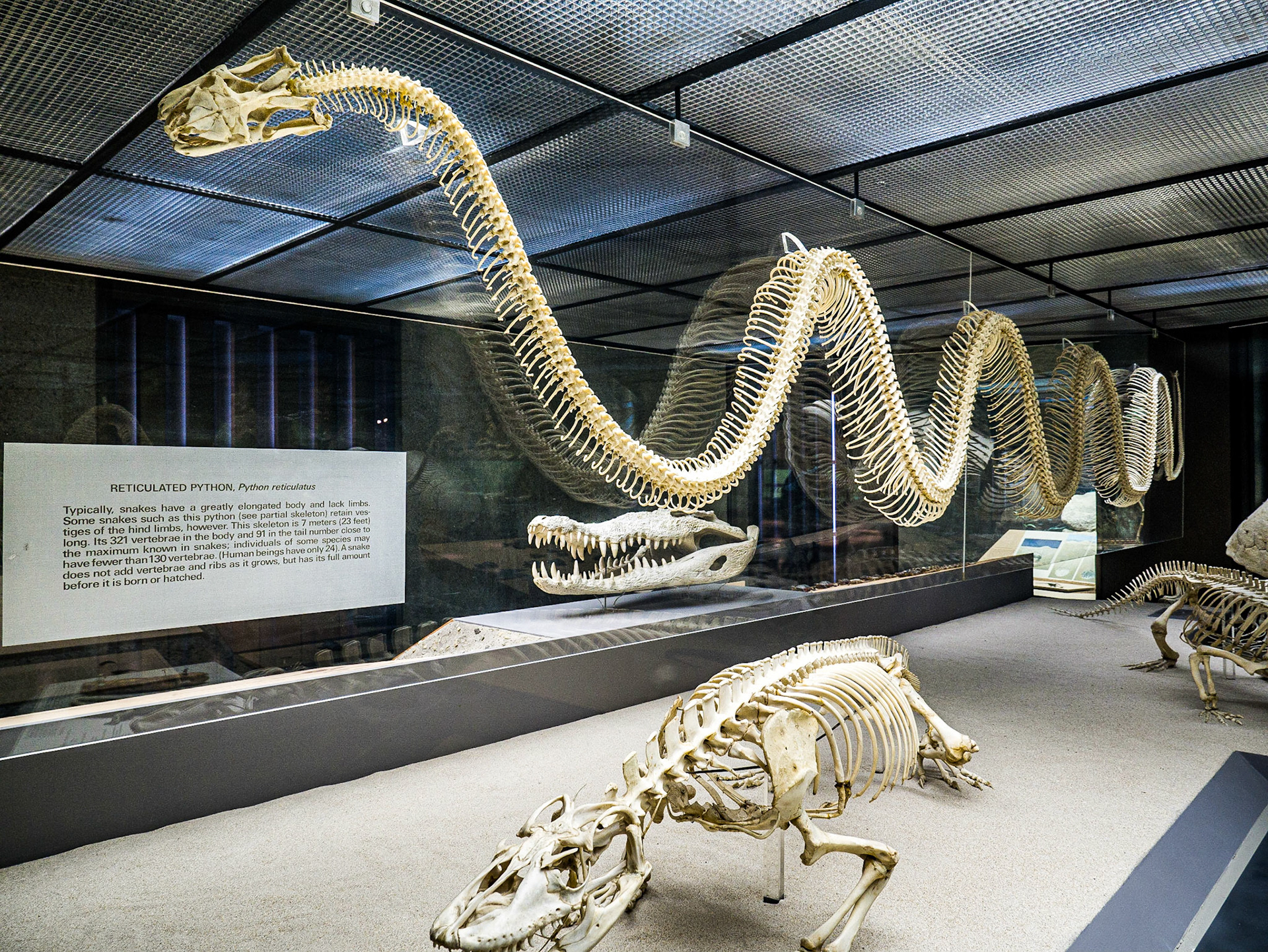 Museum of Natural History, Manhattan, 19 Nov 2015