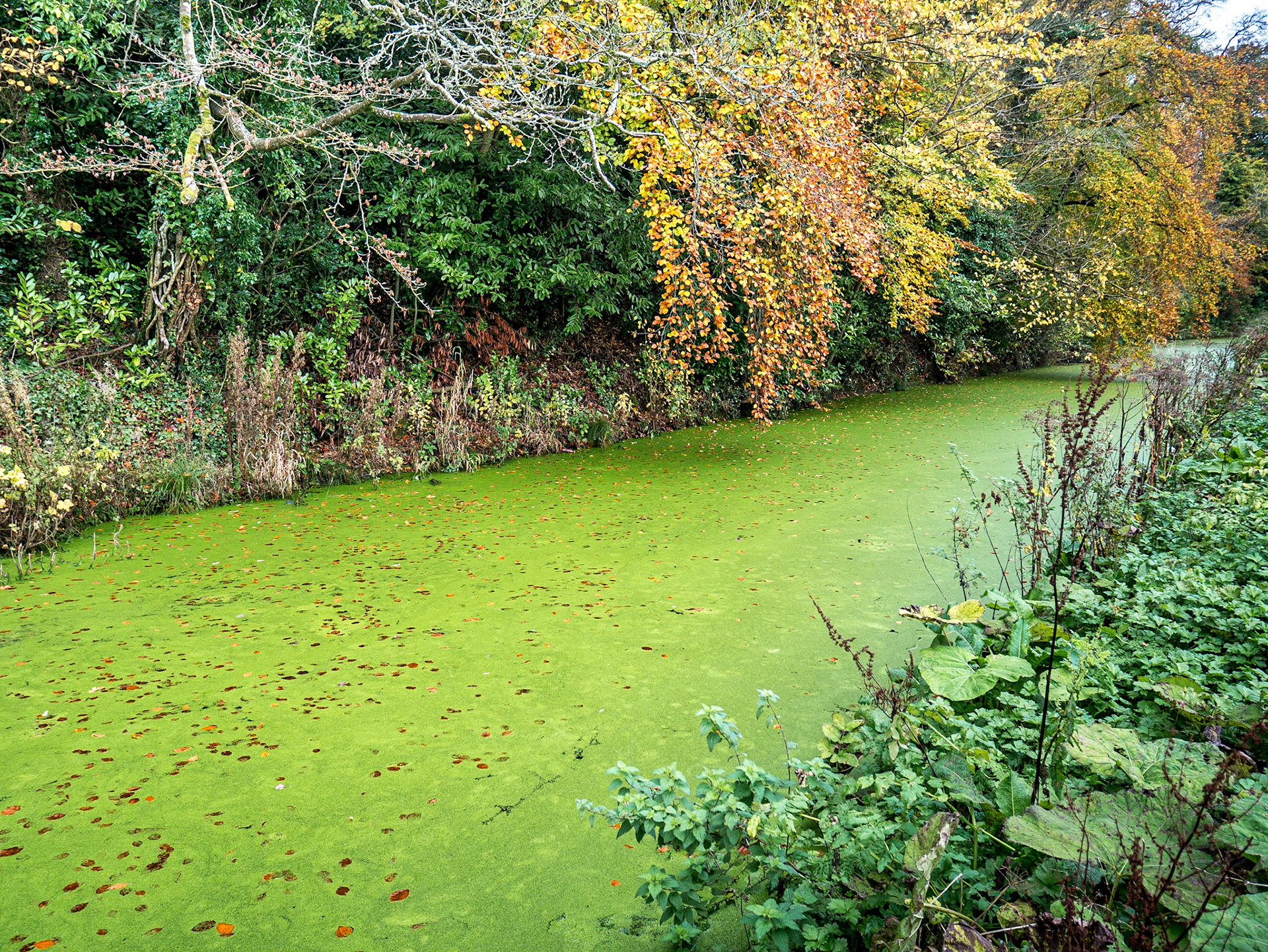 Boyne Navigation, near Navan, Co Meath, 3 Nov 2017