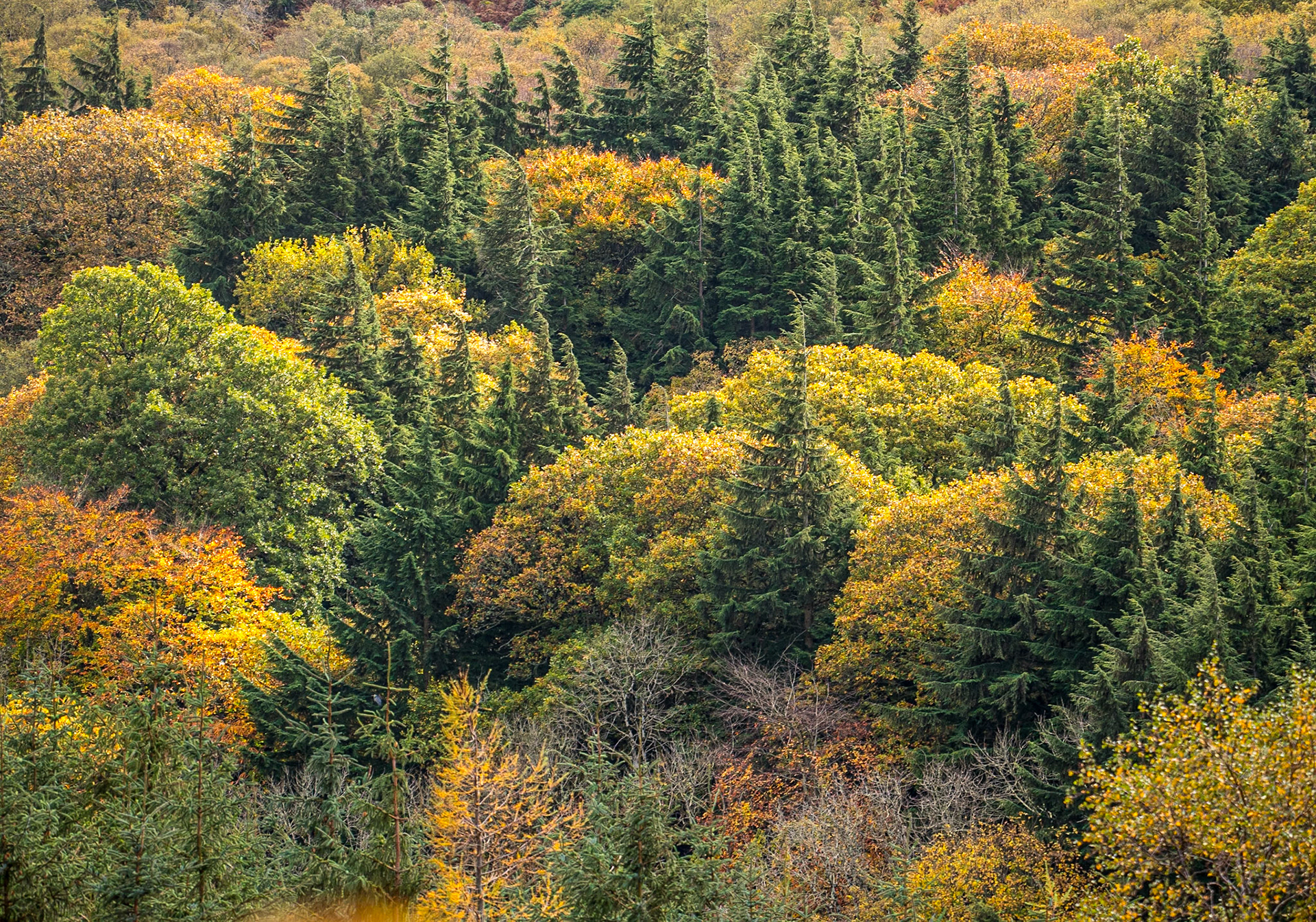 Knockree, Co Wicklow, 28 Oct 2024