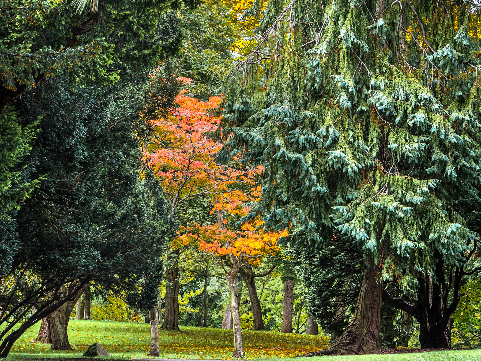 Botanic Gardens, Dublin, 13 Oct 2020