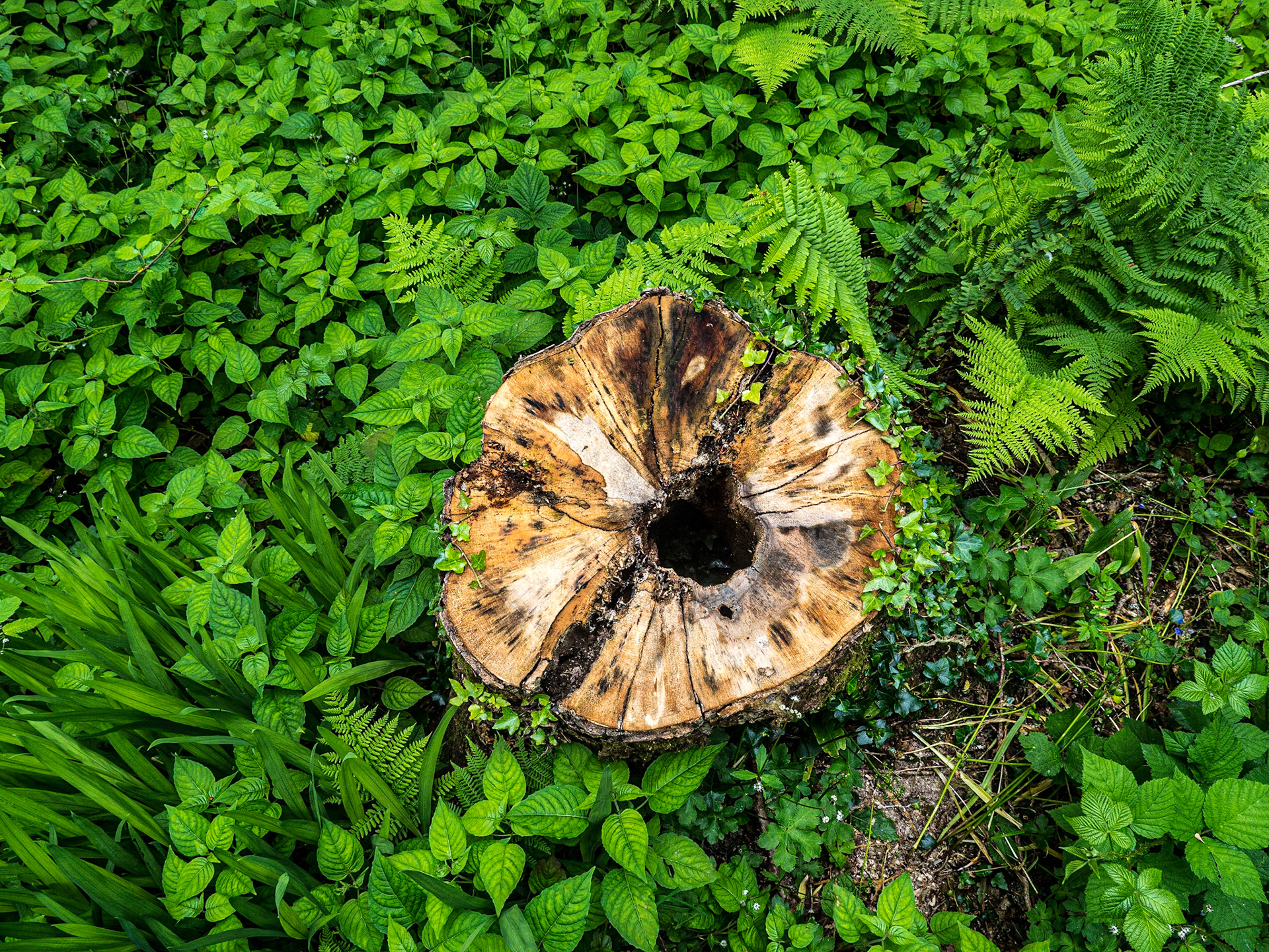 Letterfrack, Co Galway, 29 Jun 2021