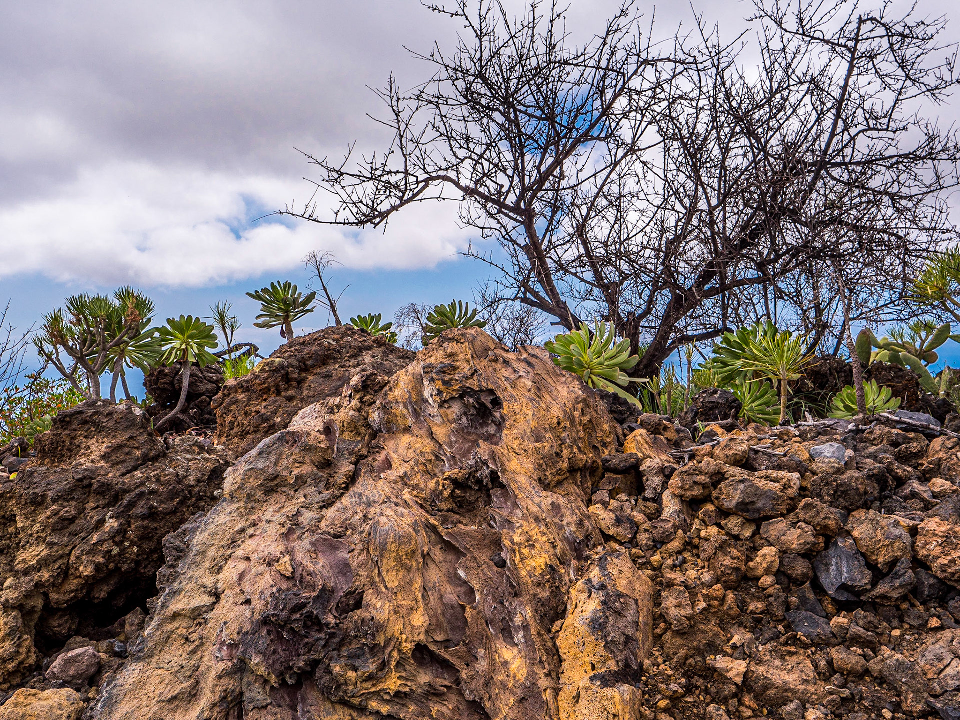 Near Chiguergue, Tenerife, 28 Feb 2023