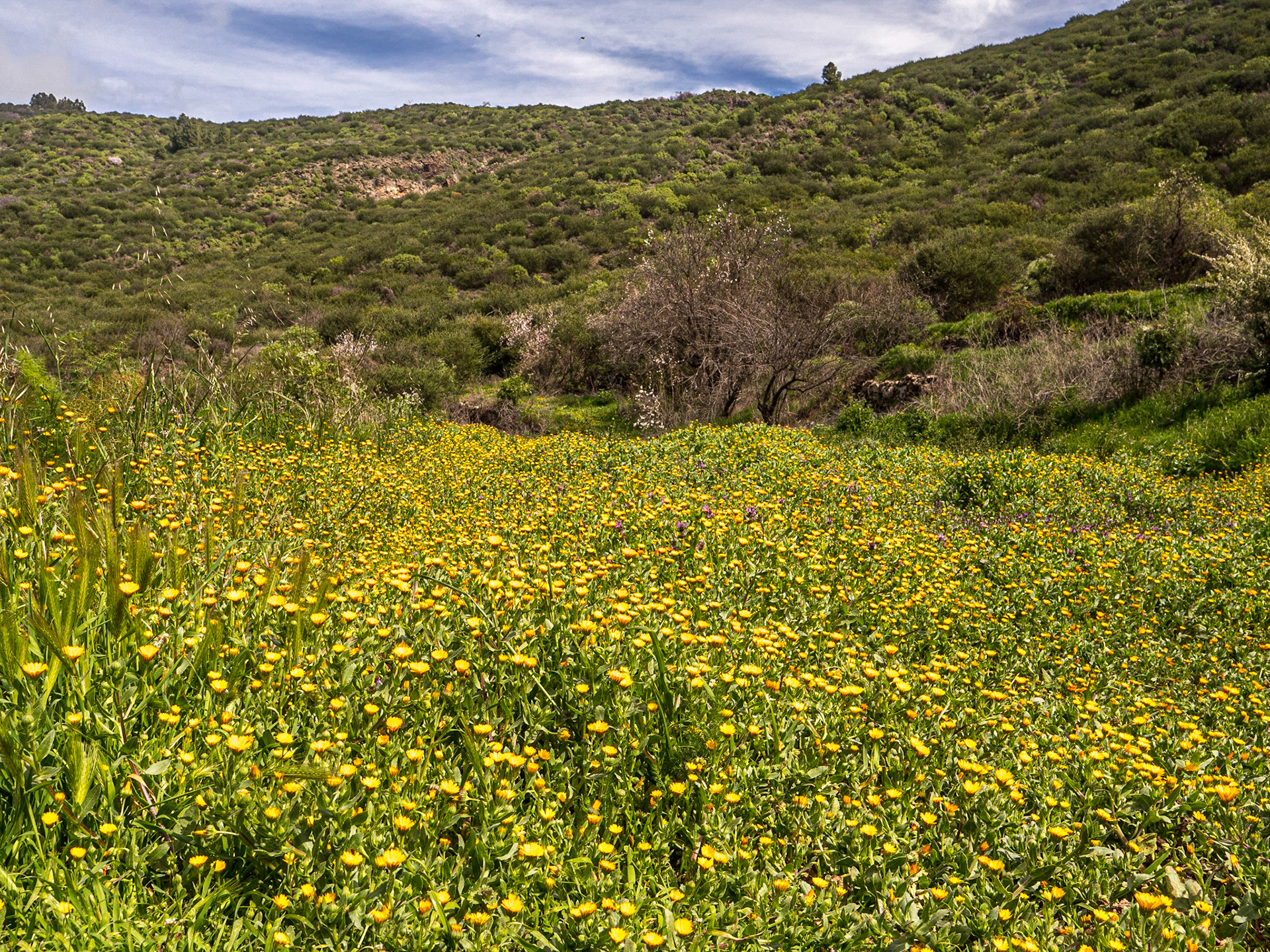 Near Santiago del Tiede, Tenerife, 2 Mar 2023