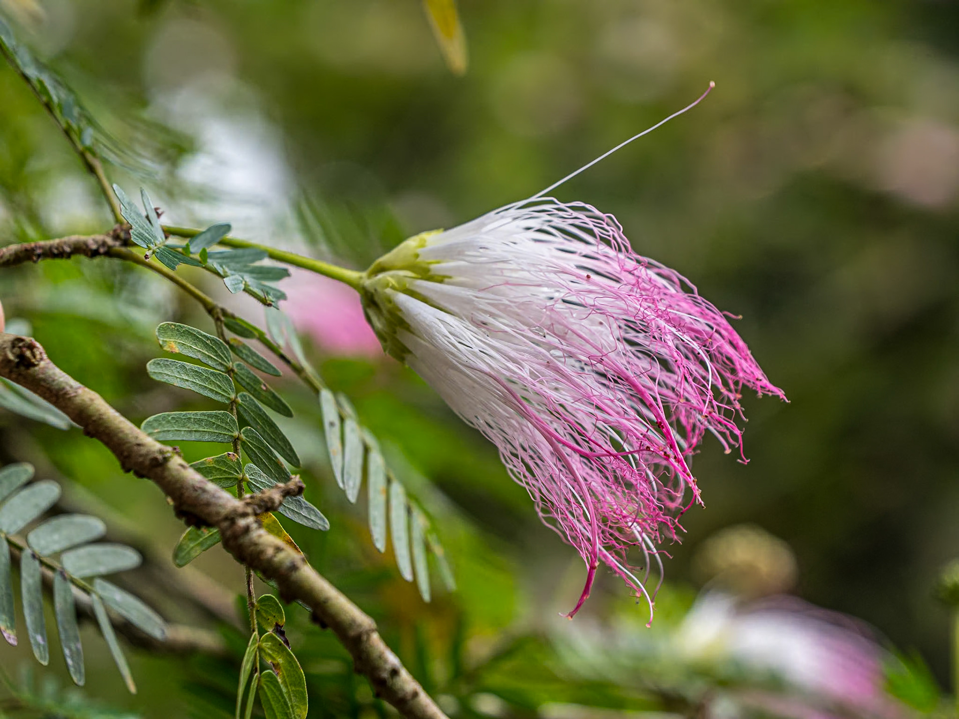 Wahiawa Botanical Garden, O'ahu, Hawaii, 29 Jan 2024