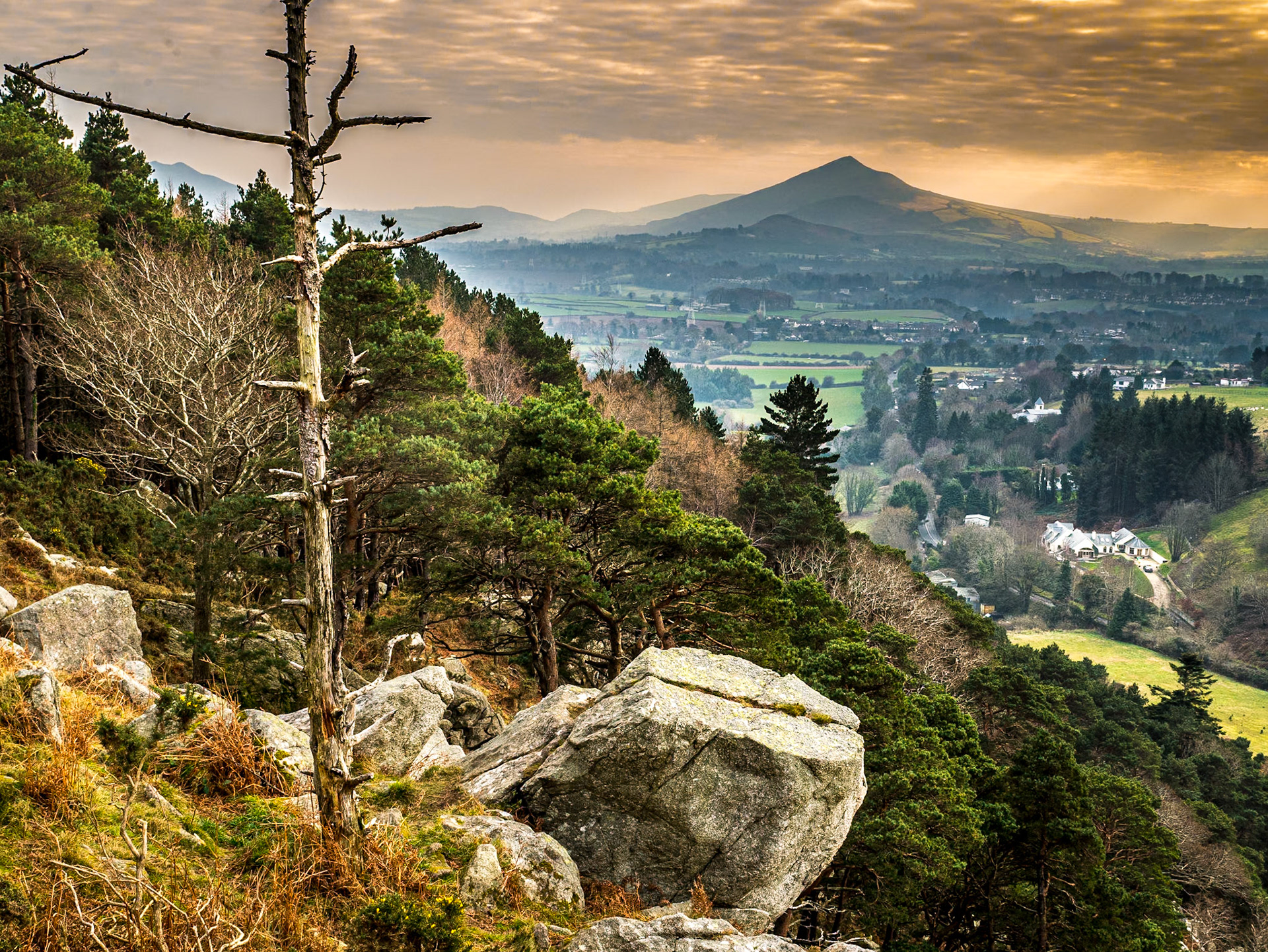 Barnaslingan Wood (the Scalp), Co Dublin, 22 Jan 2017