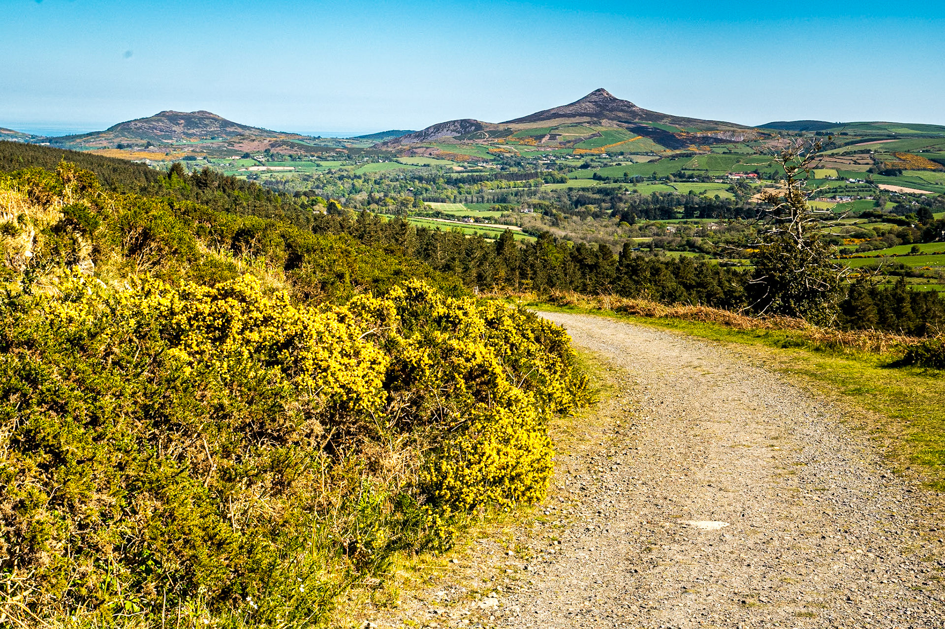 Cloon Wood, Co Wicklow, 7 May 2017
