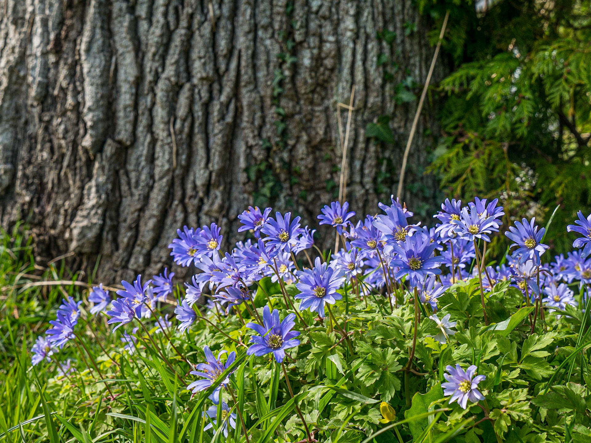 Kilmacurragh Botanic Gardens, Co Wicklow, 9 Apr 2018