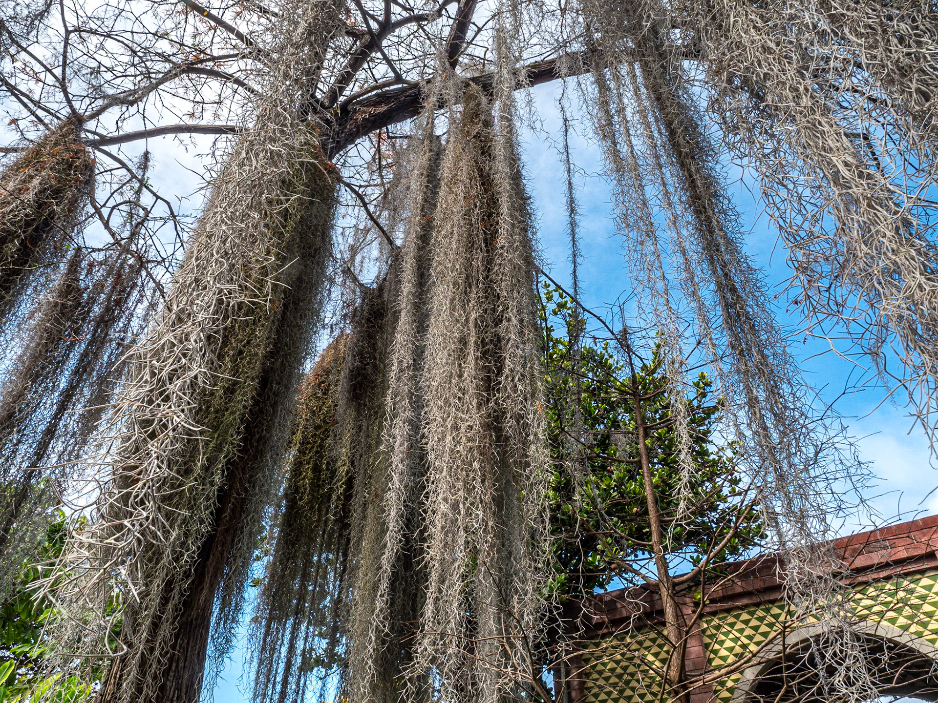Spanish moss (Tillandsia usneoides), Botanic Gardens, Puerto de la Cruz, Tenerife, 16 Feb 2019
