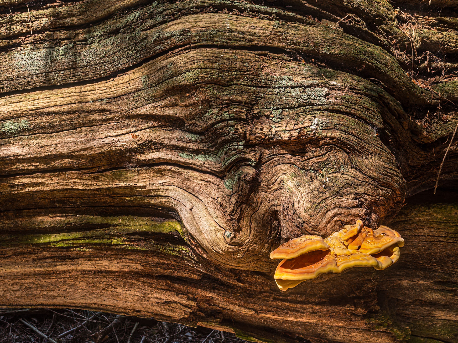 Djouce Woods, Co Wicklow, 20 Jun 2025