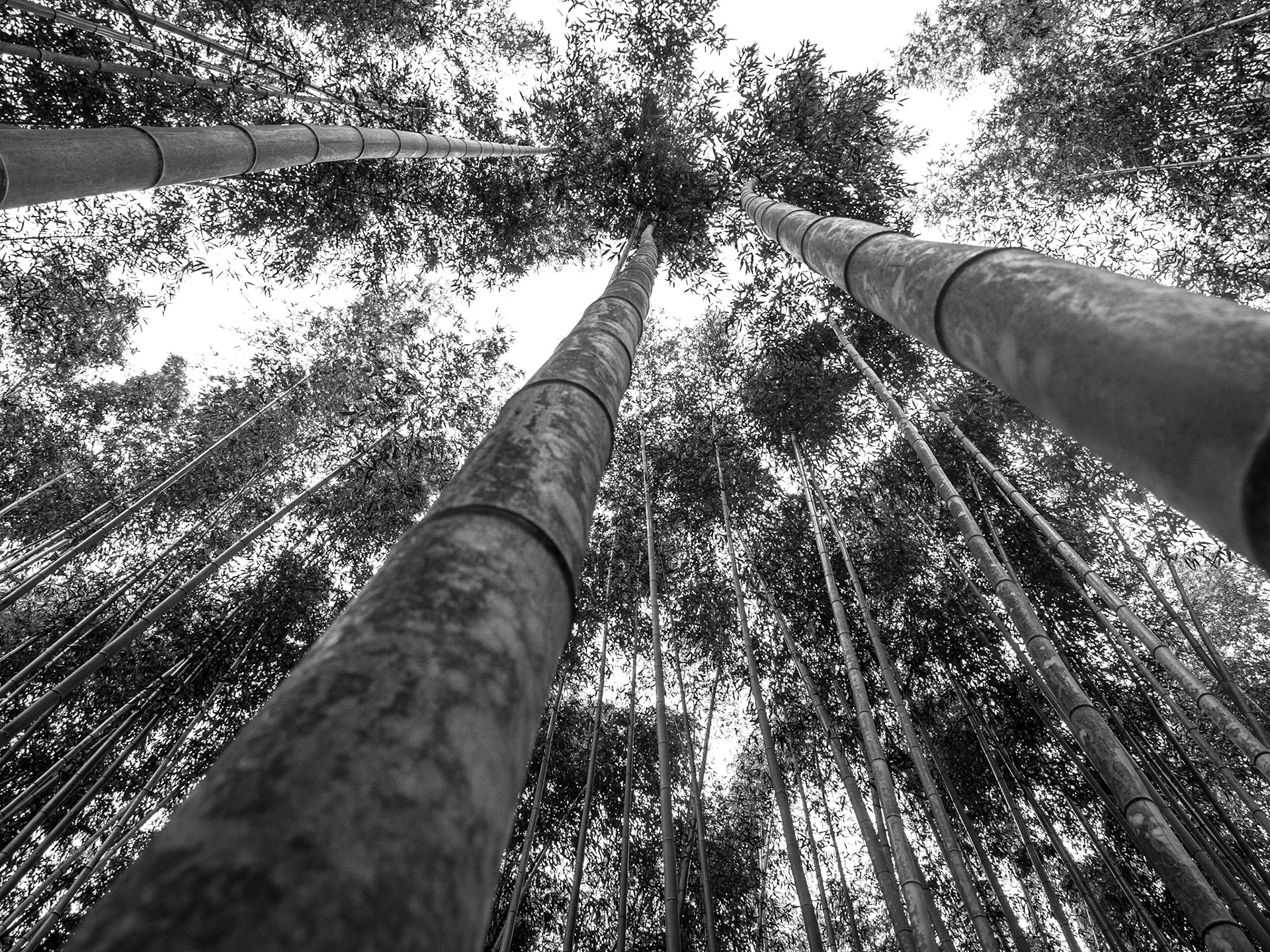 Arashiyama Bamboo Grove, Kyoto, 22 Apr 2016