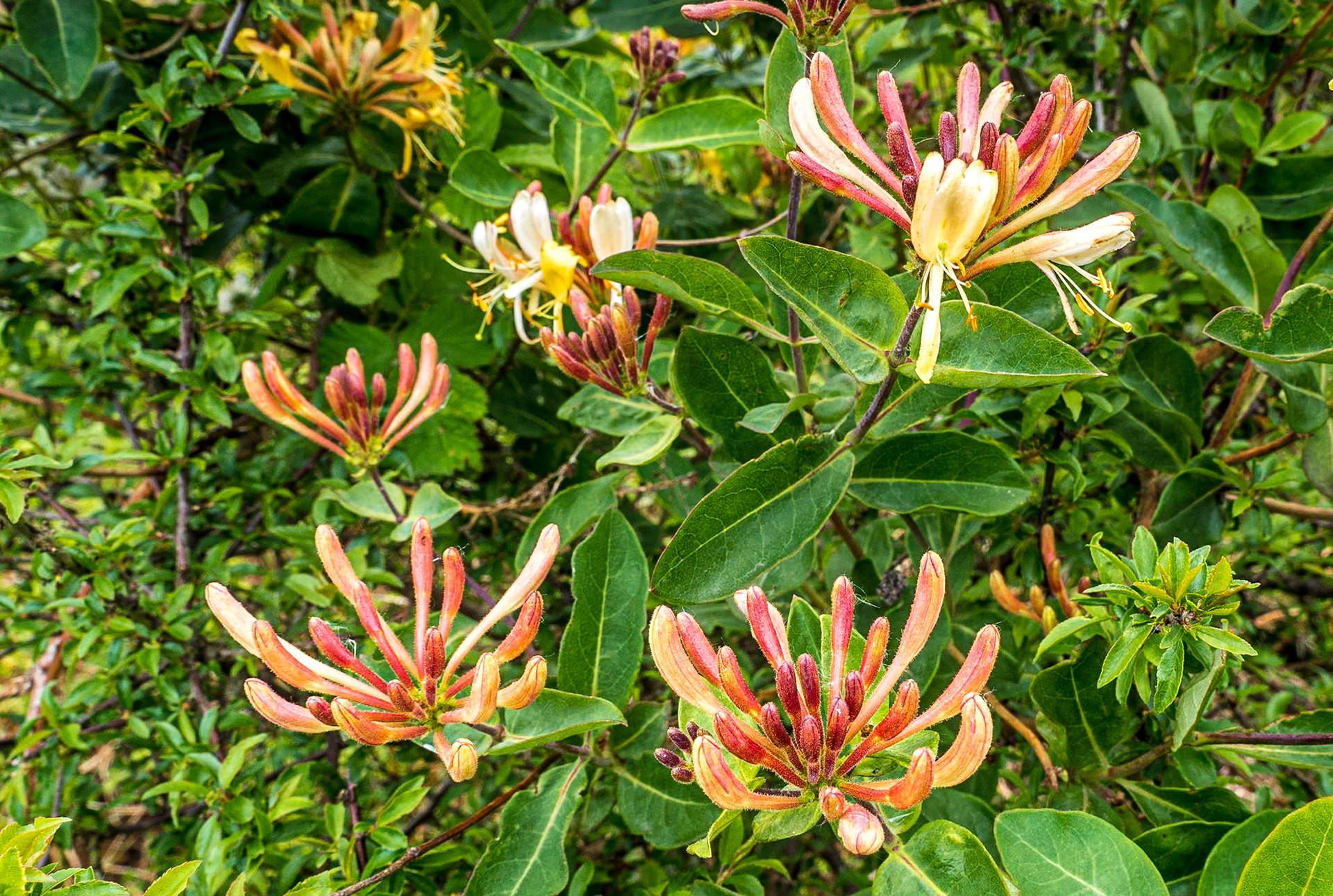 Oak Glen Wood, Co Wicklow, 3 Jun 2019