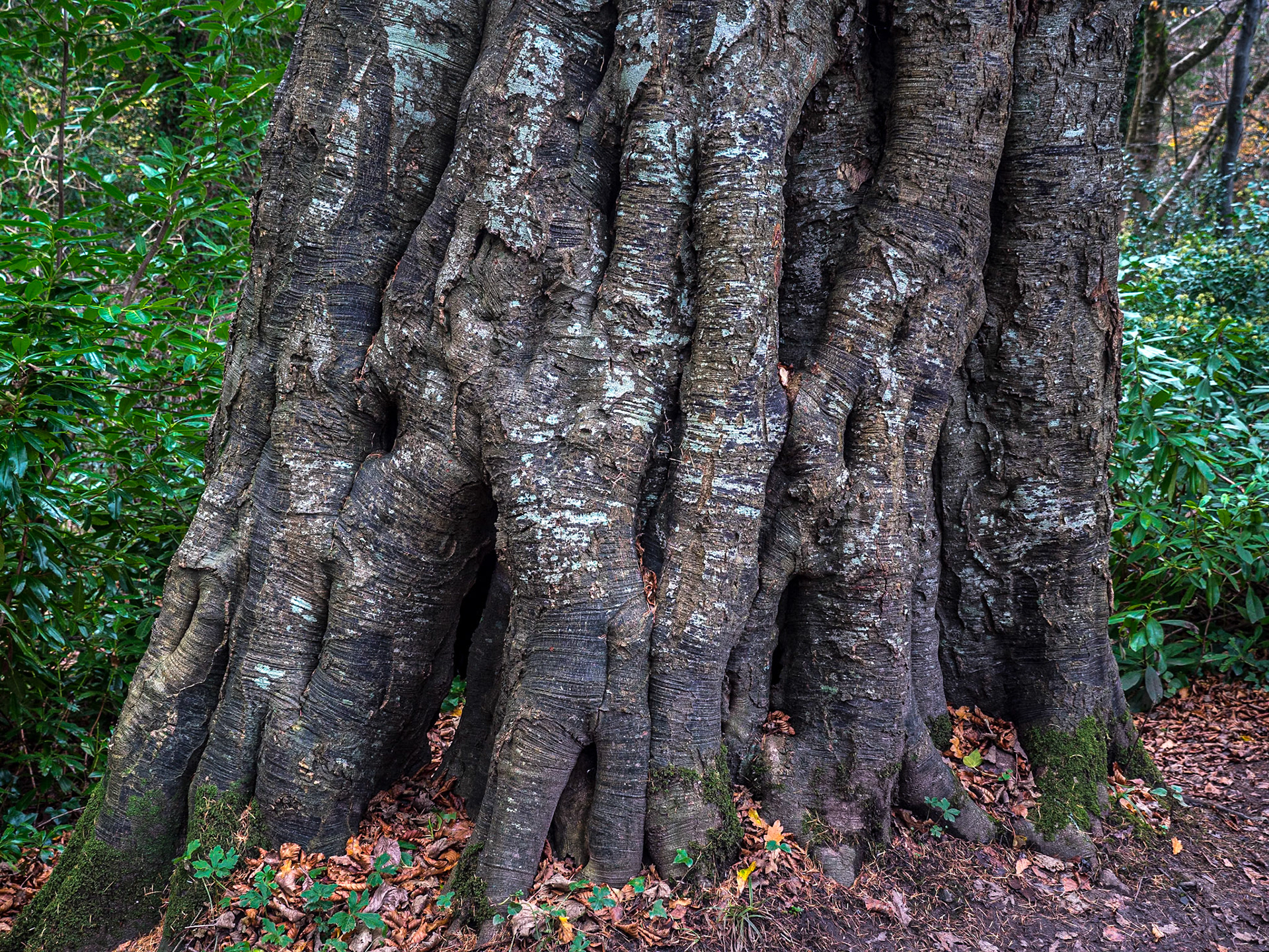 Massy's Estate, Co Dublin, 24 Nov 2020
