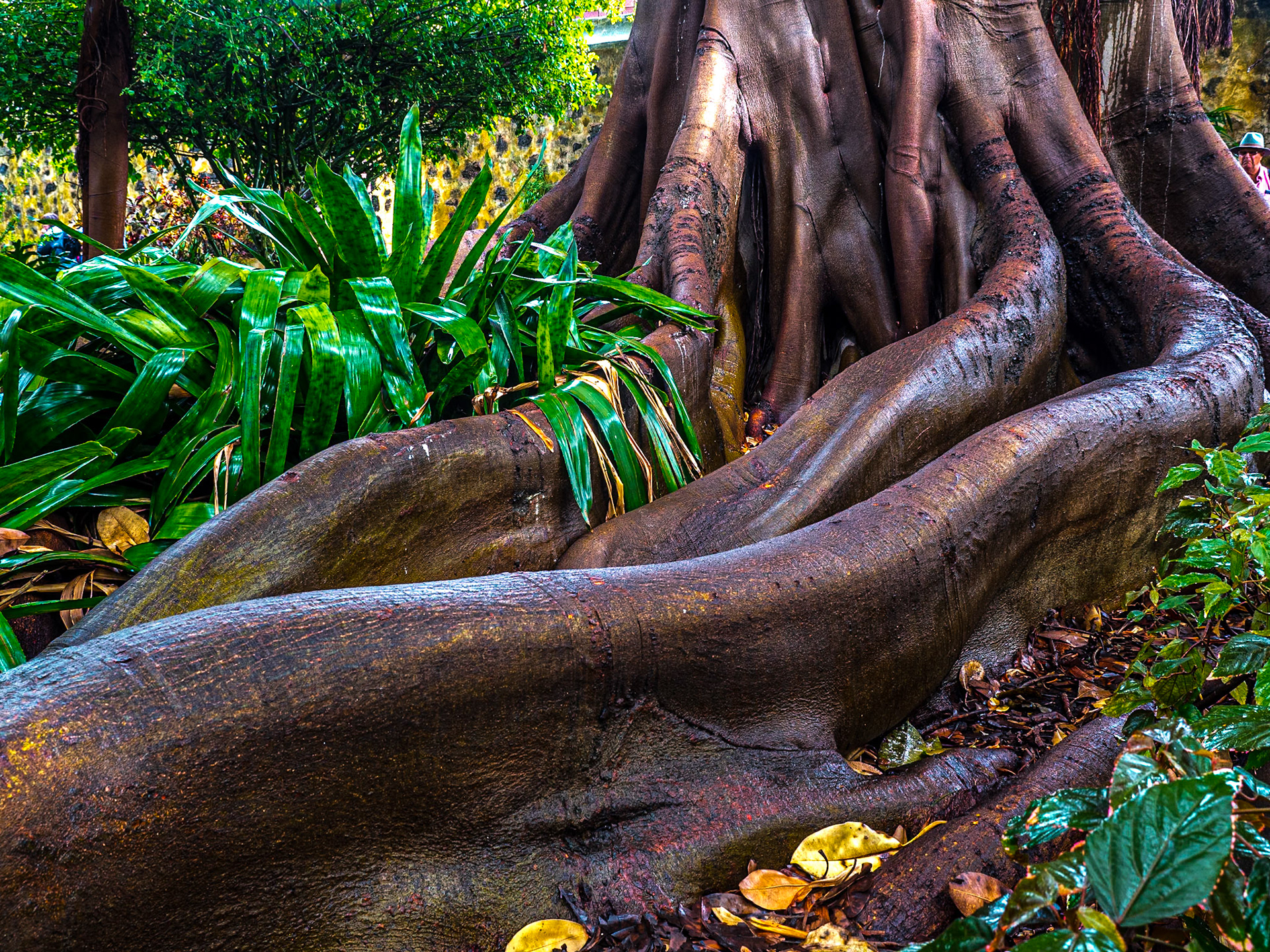 Botanic Gardens, Puerto de la Cruz, Tenerife, 16 Feb 2019