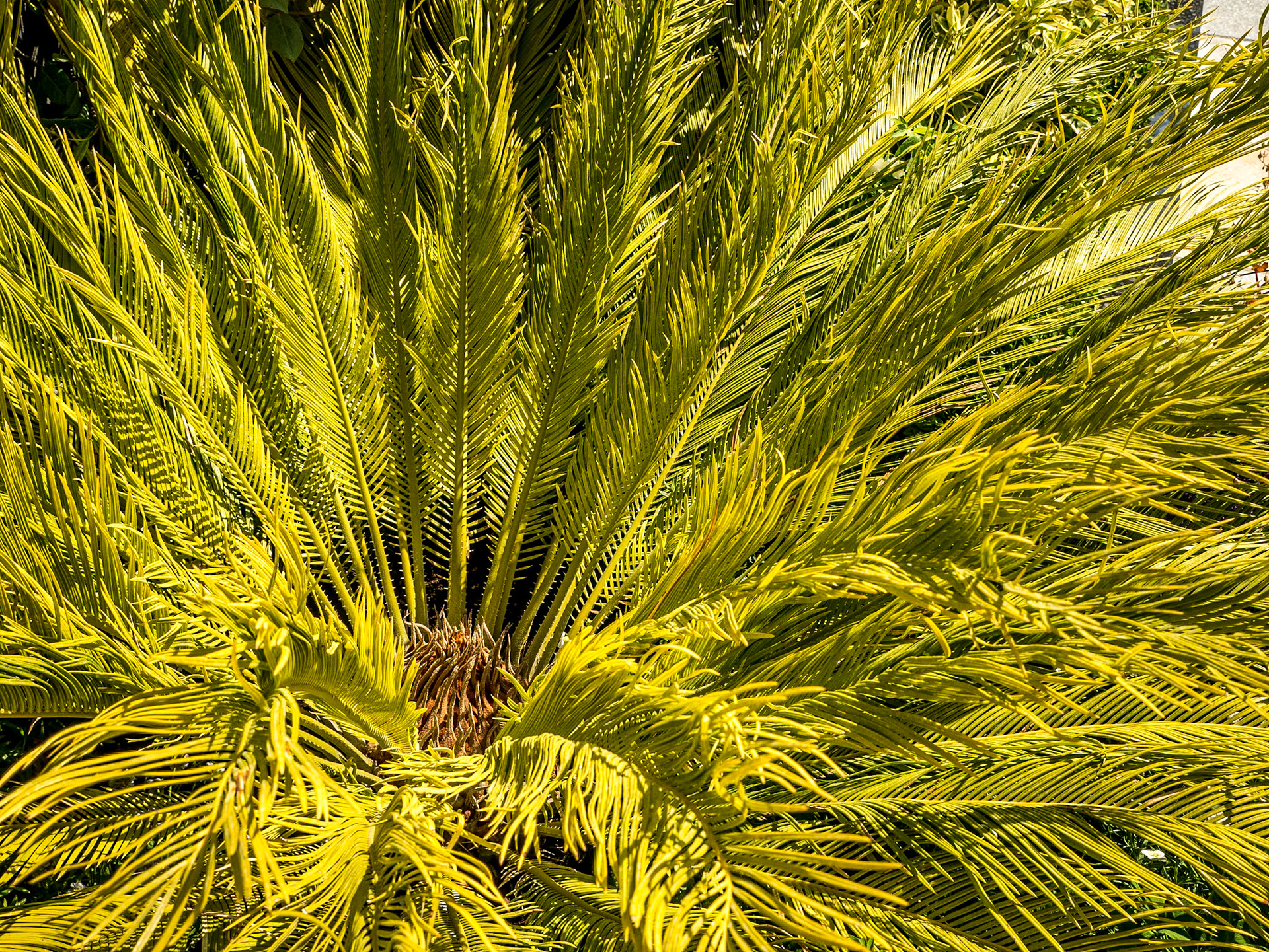 Bloom in the Park garden festival, Dublin, 3 Jun 2016