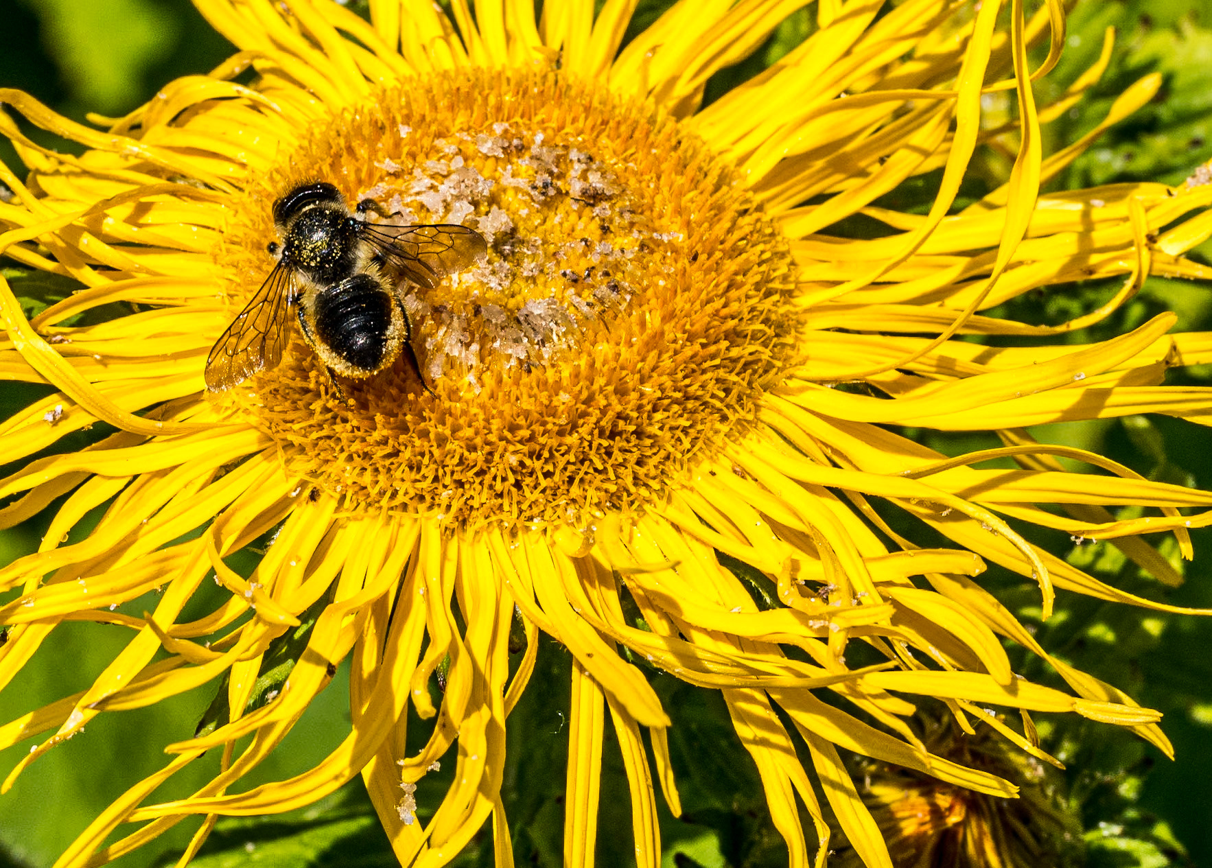 Bee on flower, Botanic Gardens, Dublin, 1 Jul 2014