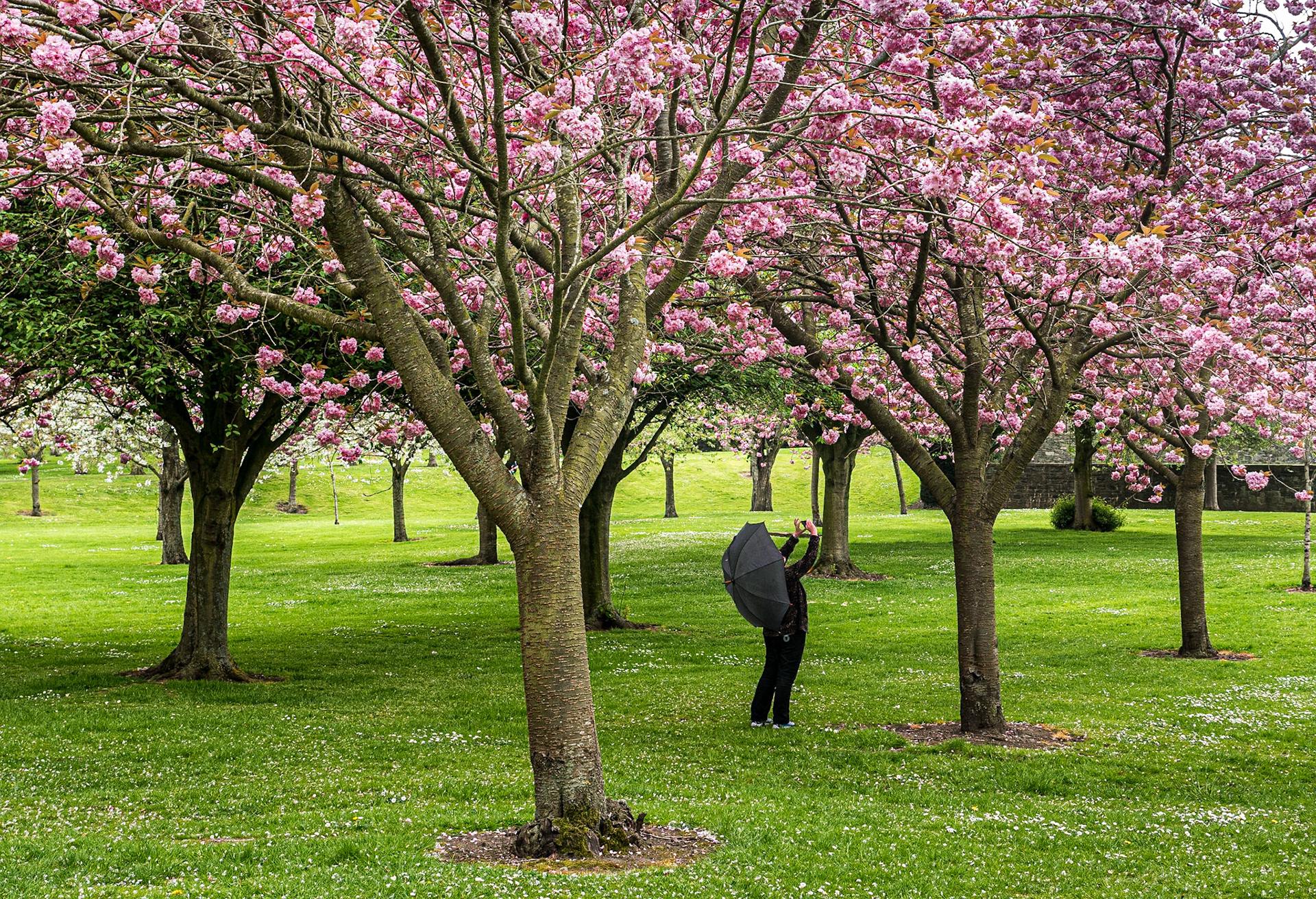 Cherry blossom, War Memorial Gardens, Islandbridge, Dublin, 9 May 2016