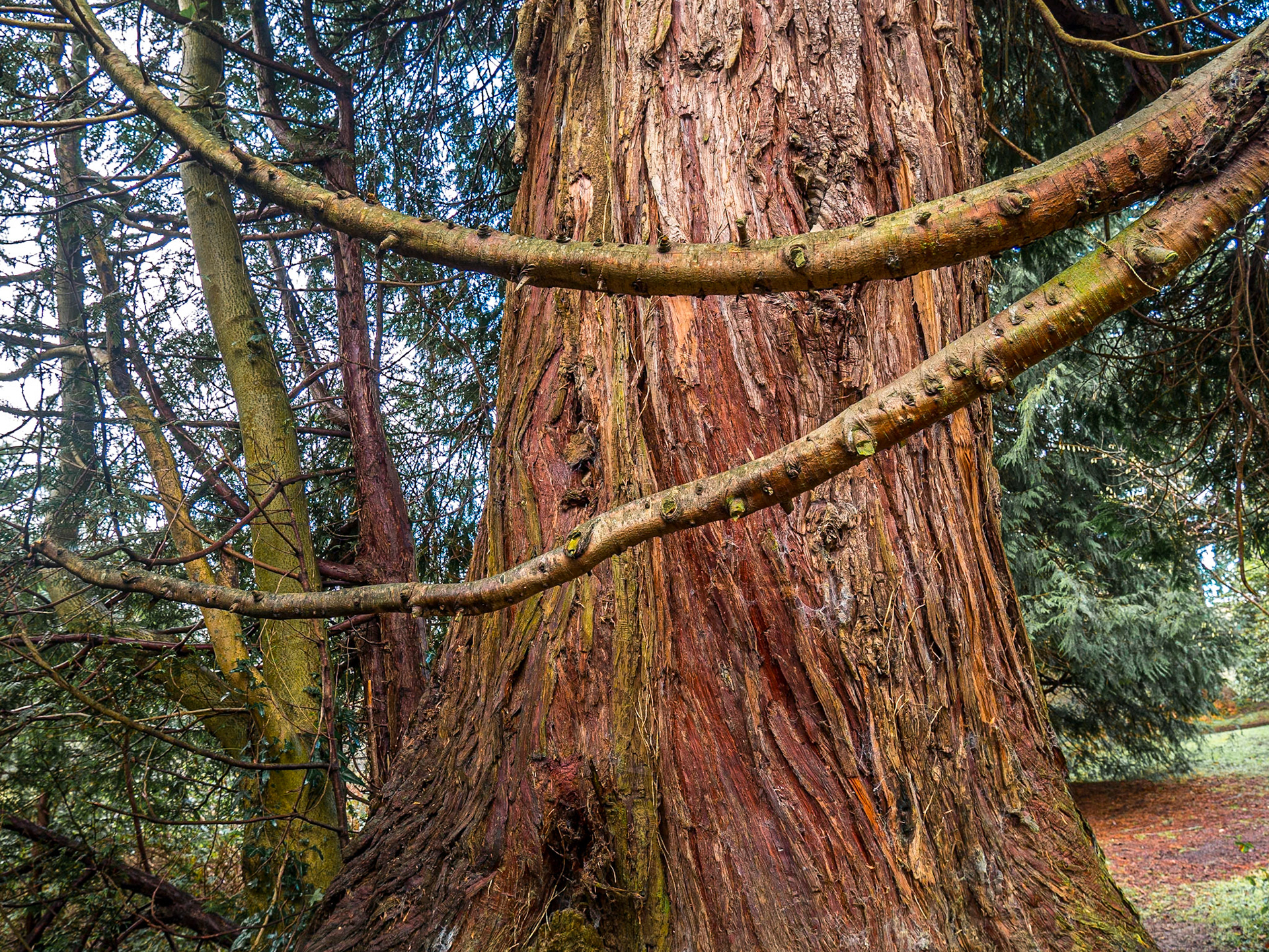 River Walk area, Powerscourt Estate, Co Wicklow, 11 Jan 2018
