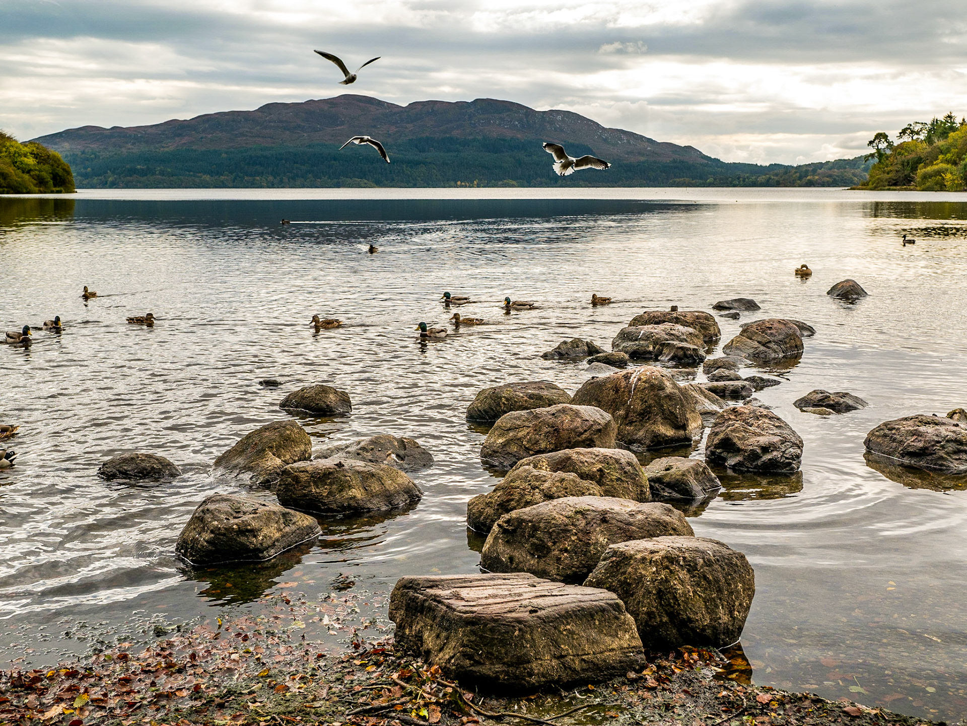 Lough Gill from Hazelwood, Sligo, 9 Oct 2014