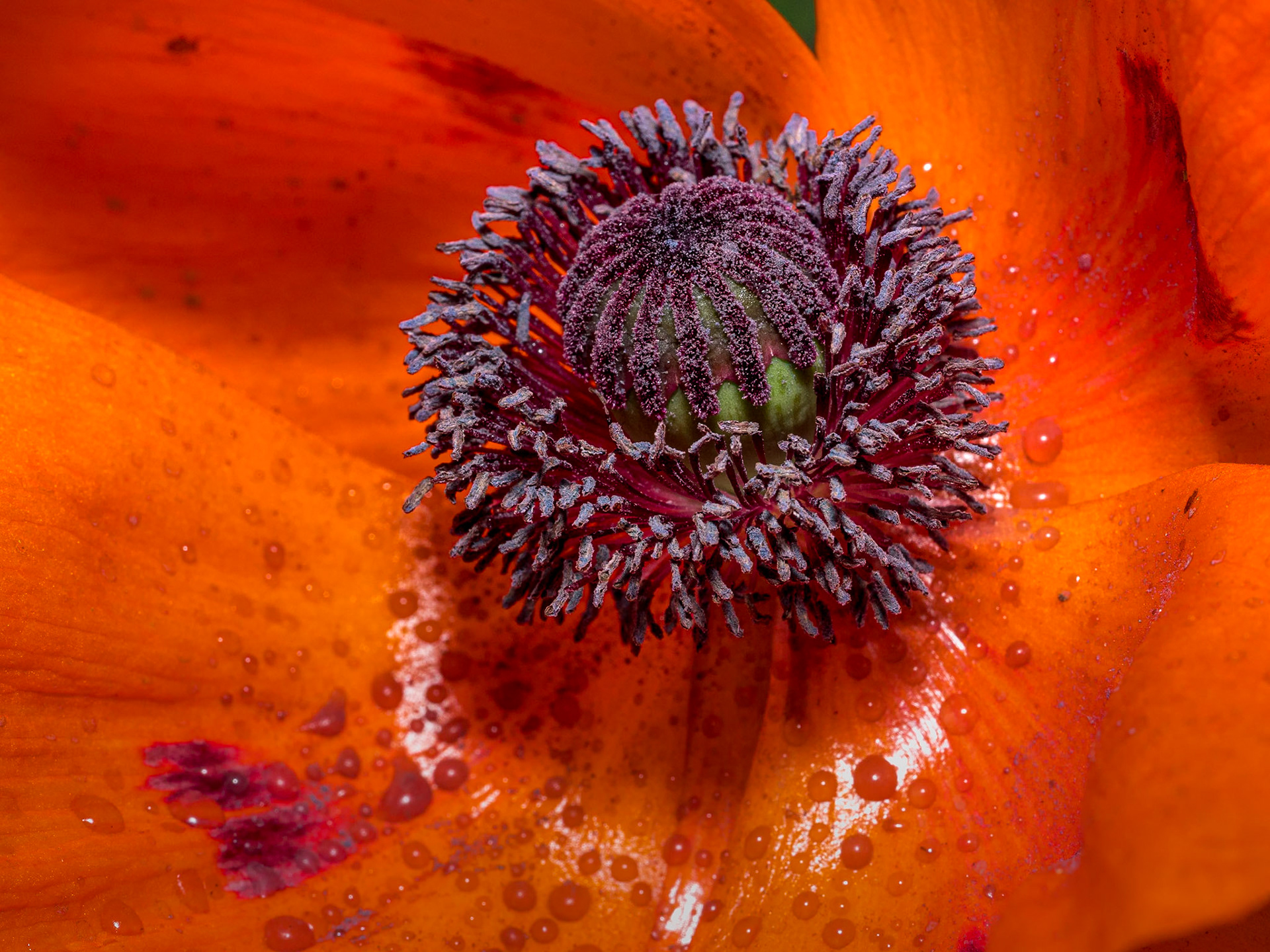 Back garden, 29 May 2020