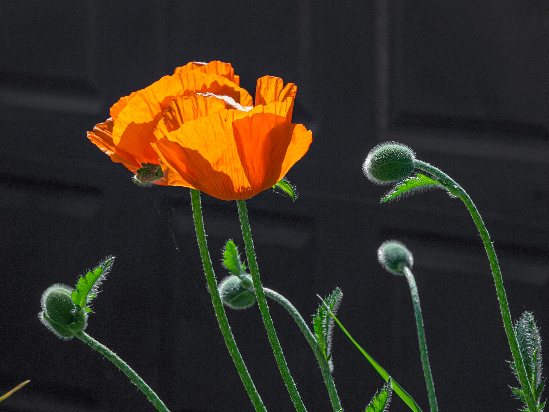 Poppy in front garden, 8 Jun 2013