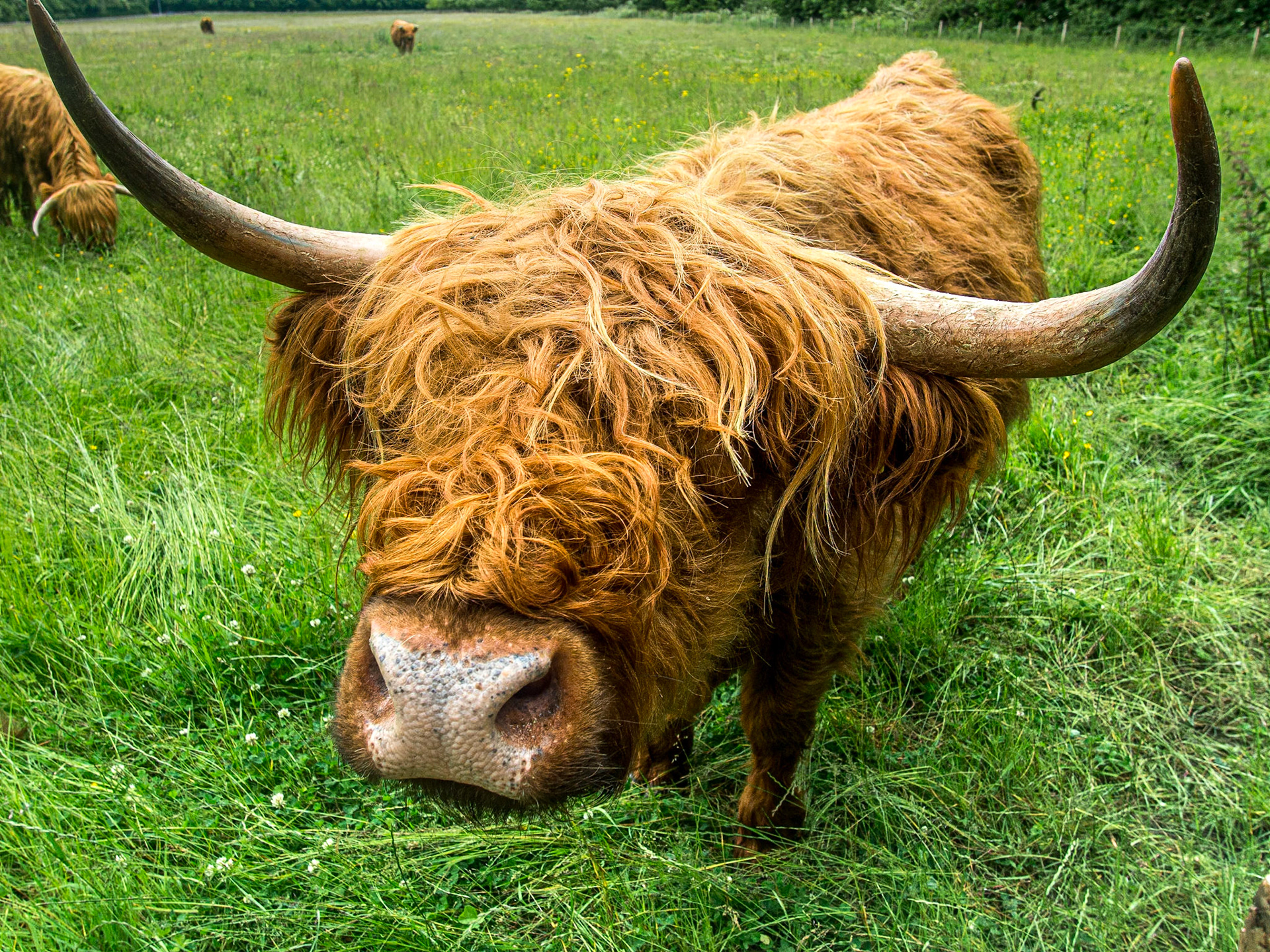 Highland cattle, Lucan Demesne, Dublin, 23 Jun 2013
