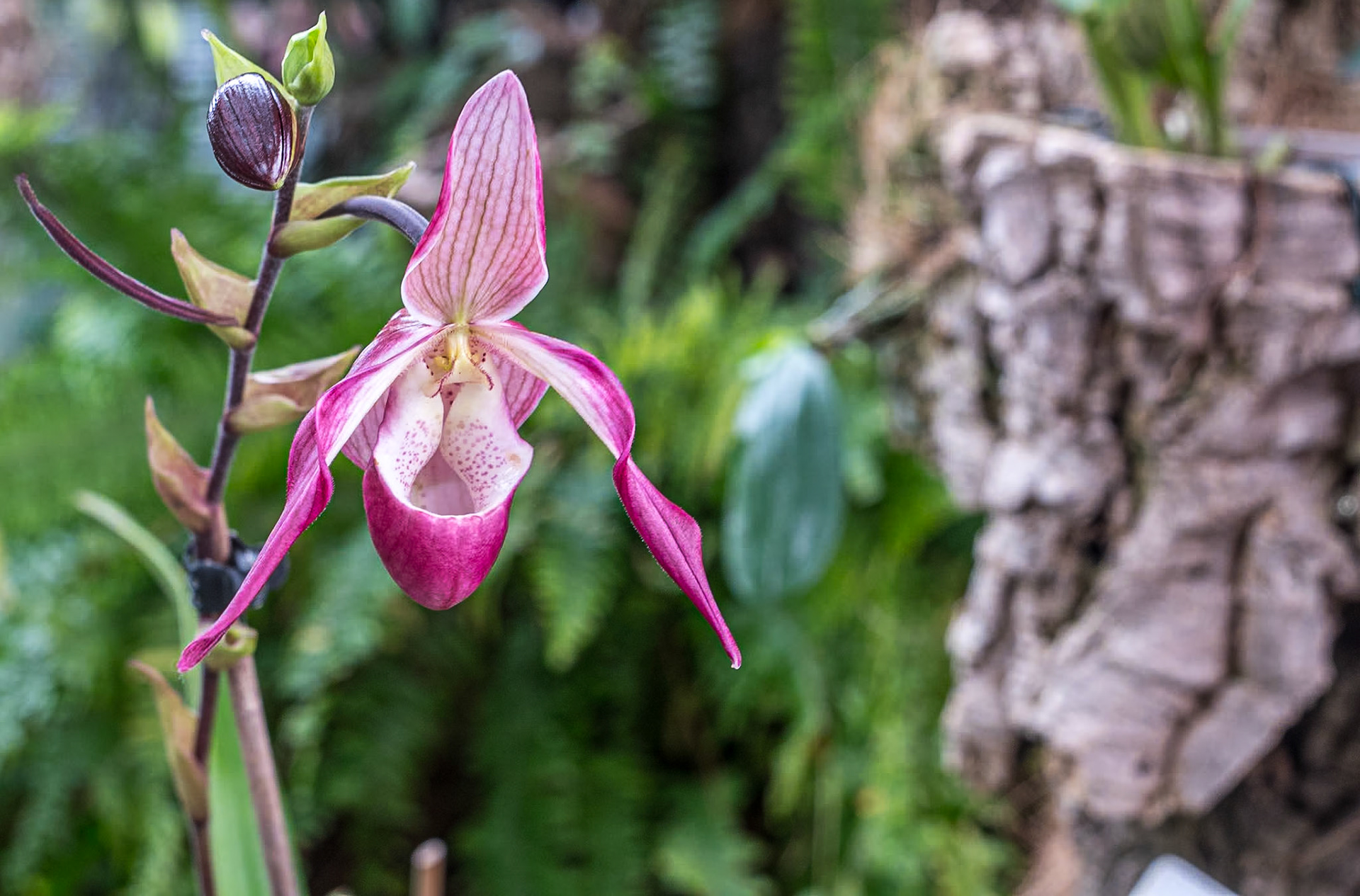 Estepona Orchid House, Spain, 23 Mar 2024