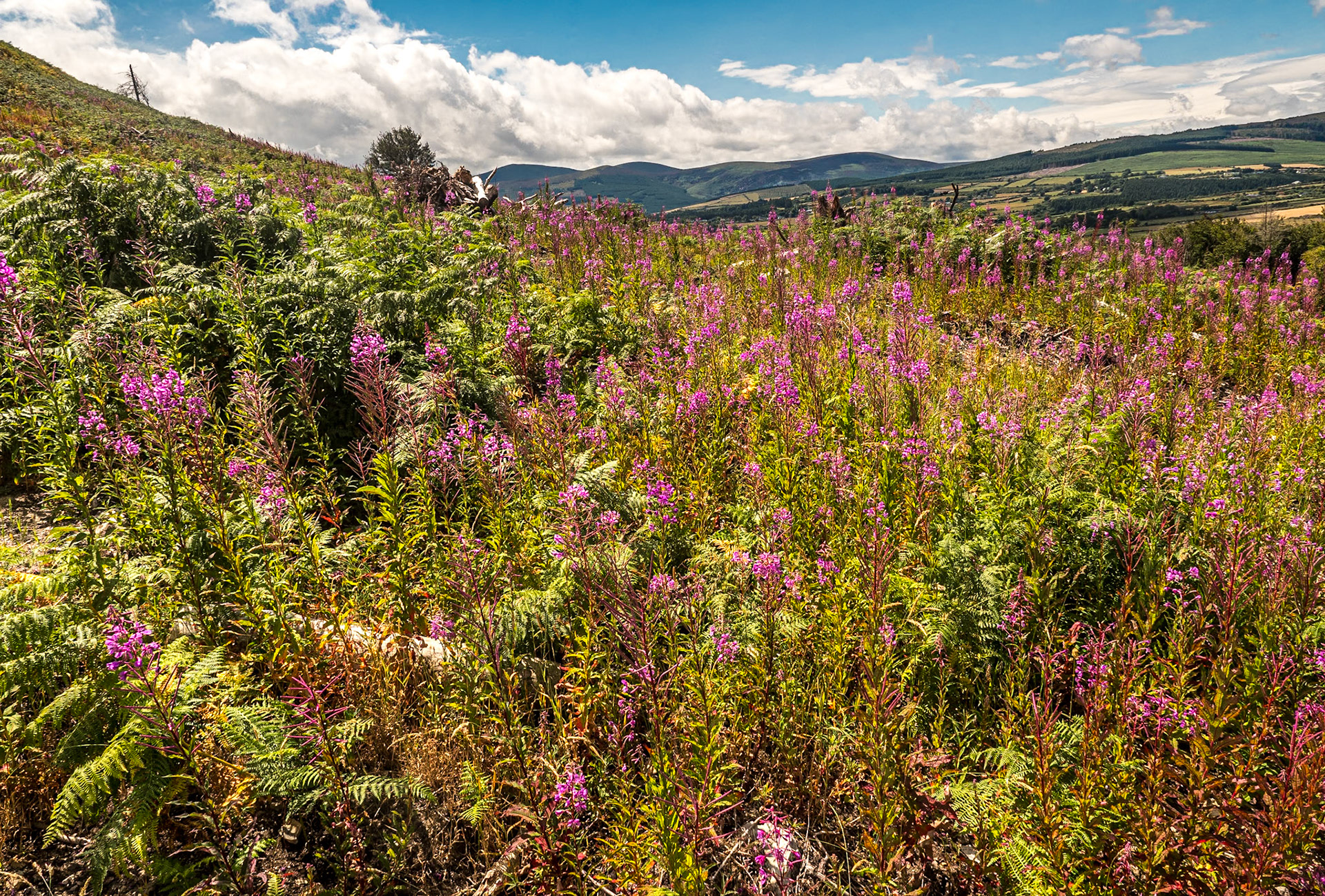 On Carrickgollogan Hill, Co Dublin, 24 Jul 2022