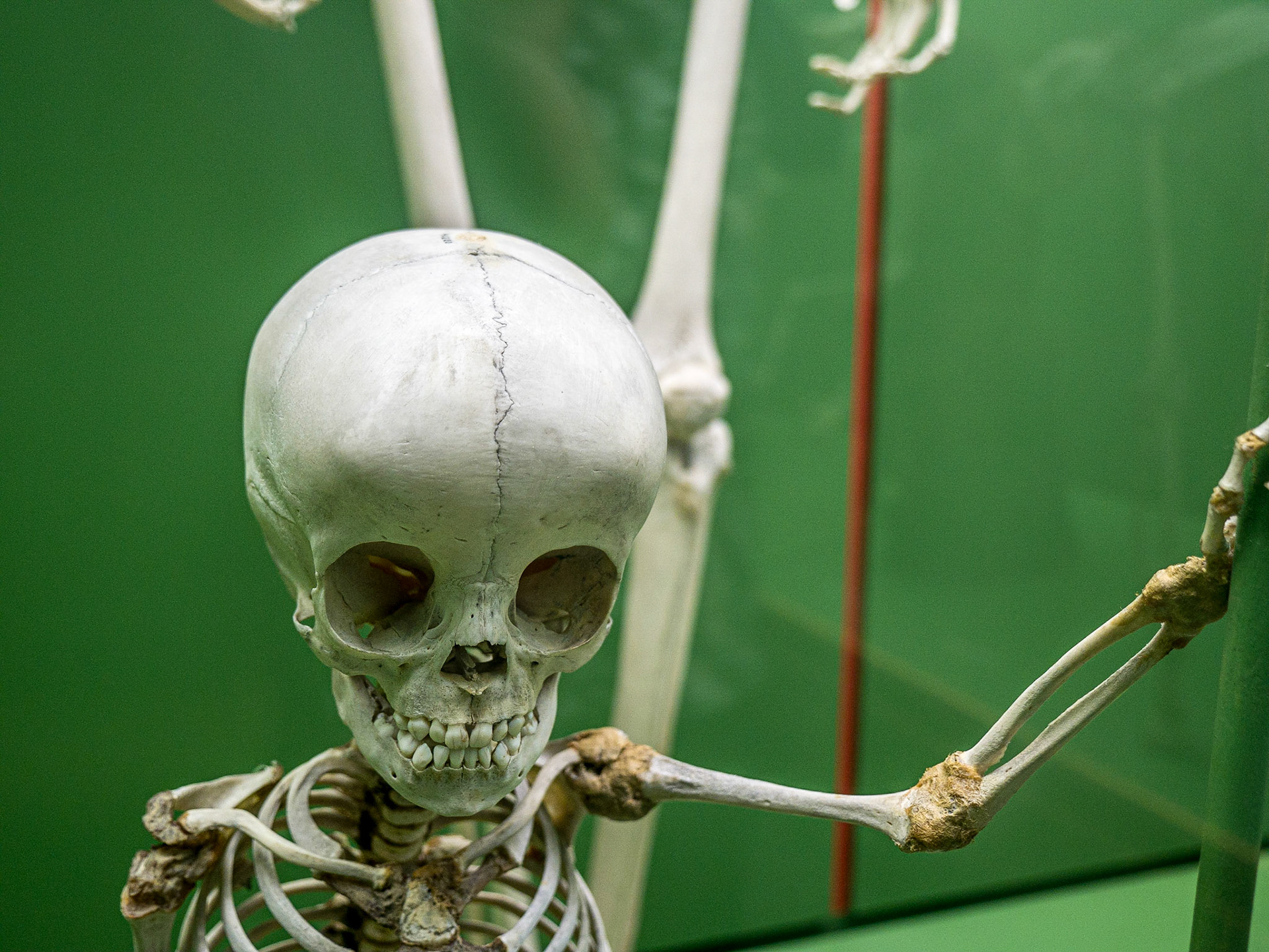 Child's skeleton, Museum of Natural History, Manhattan, 19 Nov 2015