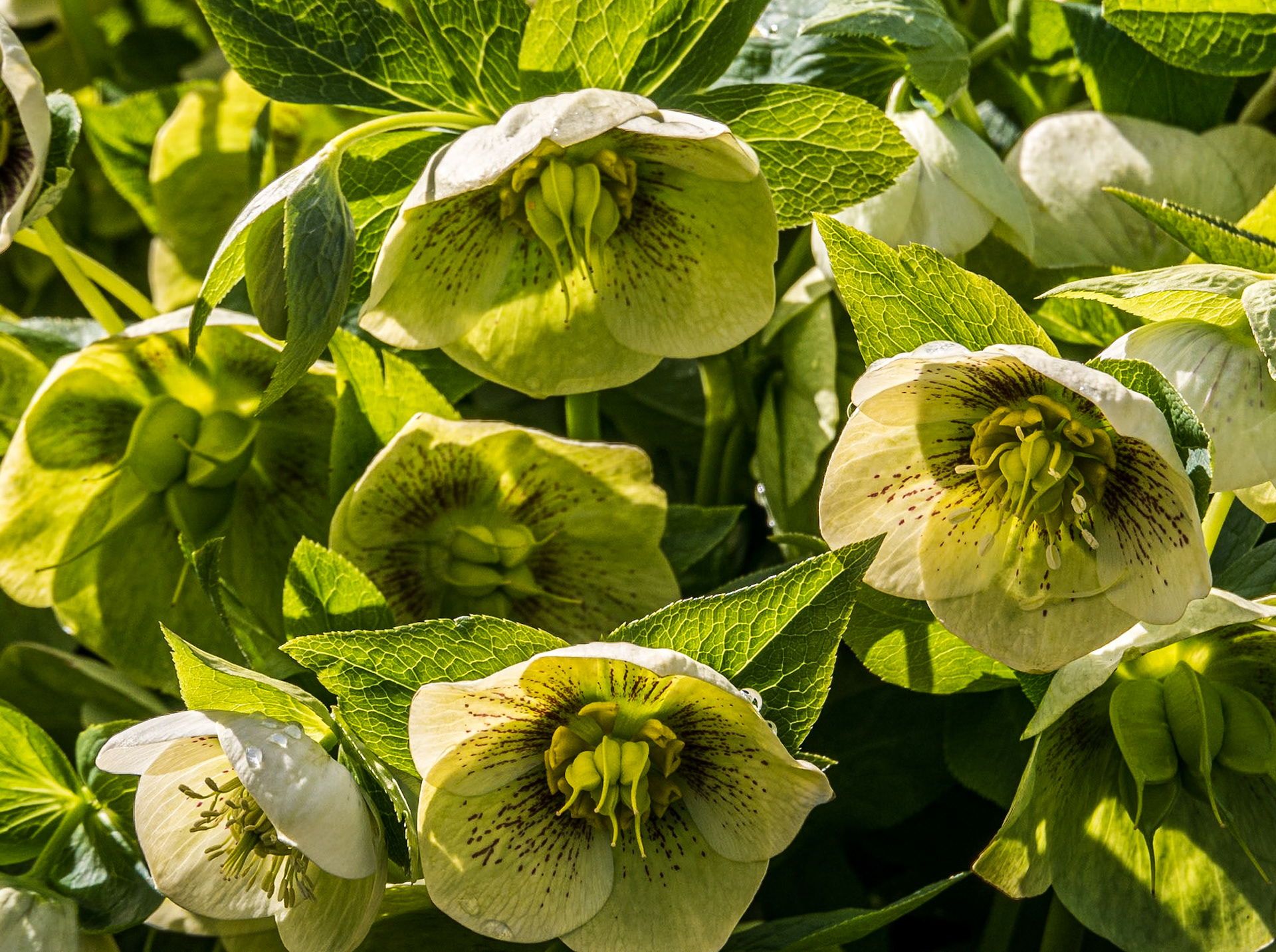 Walled garden, Farmleigh, Dublin, 12 Apr 2015