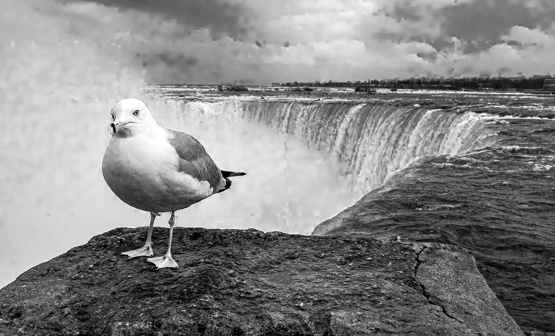 Seagull at the Horseshoe Falls, Niagara, 7 Mar 2018