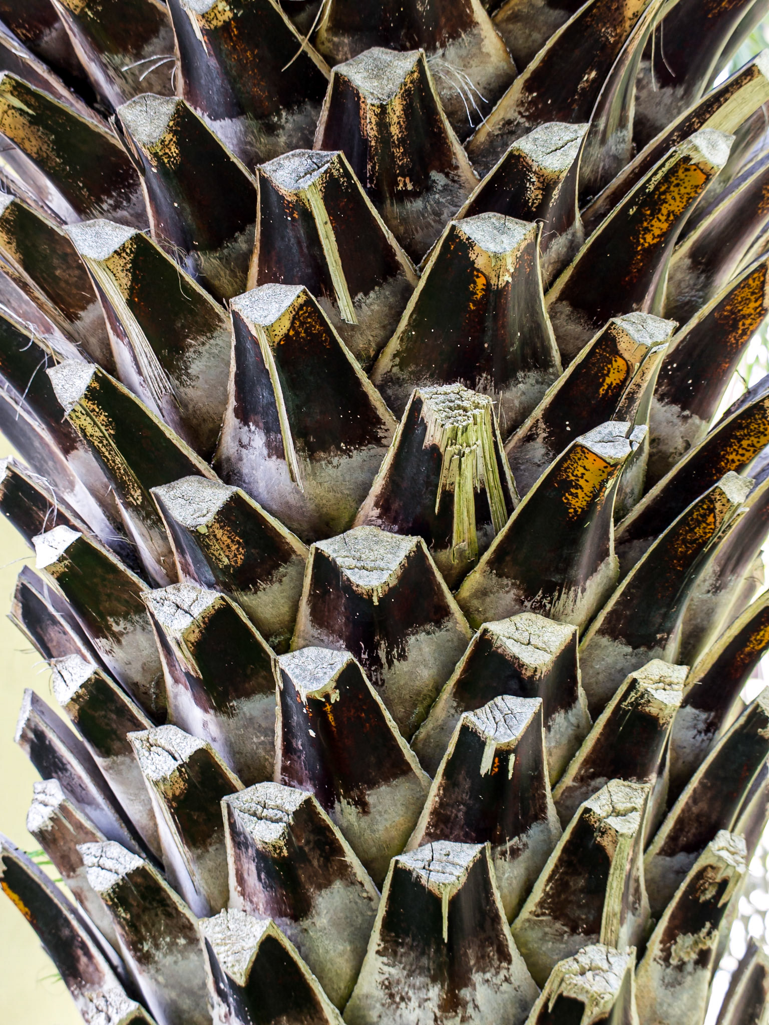 Botanic gardens, Puerto de la Cruz, Tenerife, 18 Aug 2013