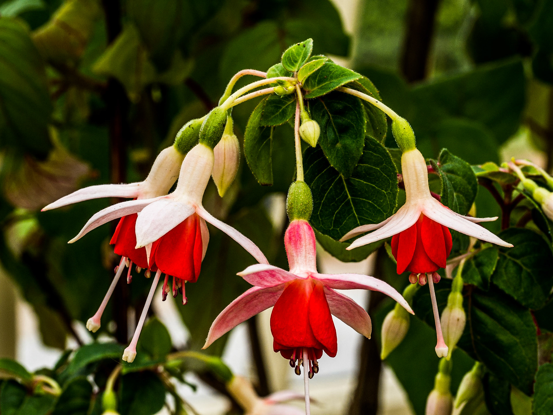 Fuschia, Botanic gardens, Dublin, 25 Jun 2015