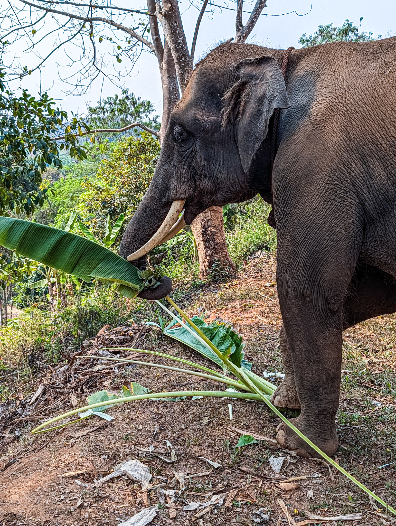 At Elephant Rescue Park, N of Chiang Mai, 19 Feb 2026