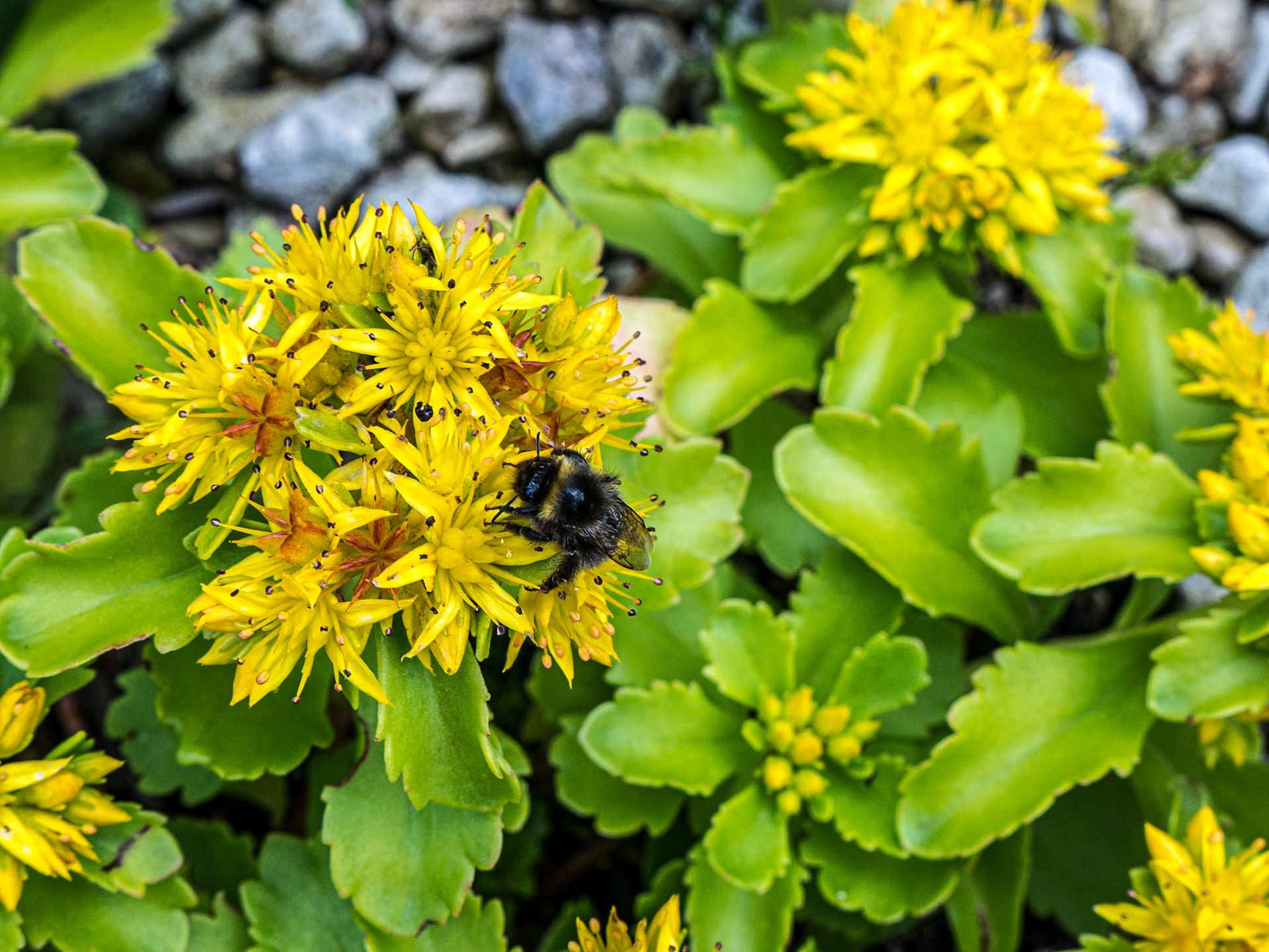 Mount Congreve Gardens, Co Waterford, 3 Jul 2016