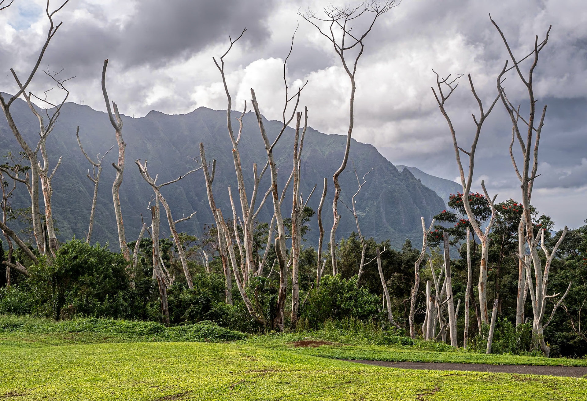 Likeke Falls Trail, Oahu, Hawaii, 31 Jan 2024