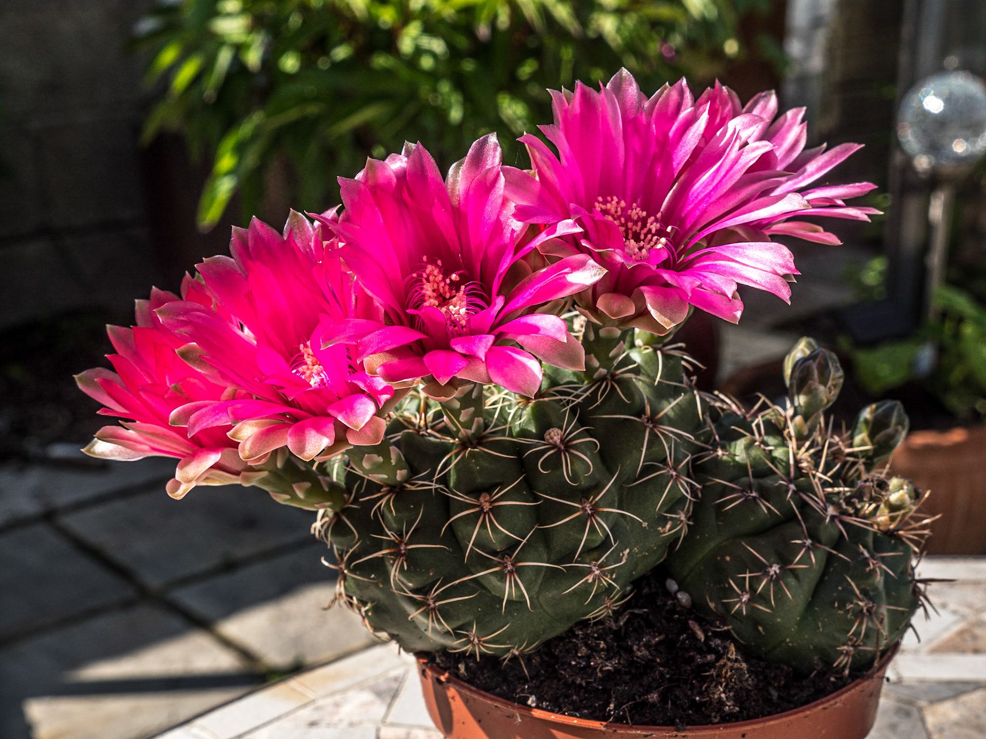 Cactus, at home, 31 May 2021