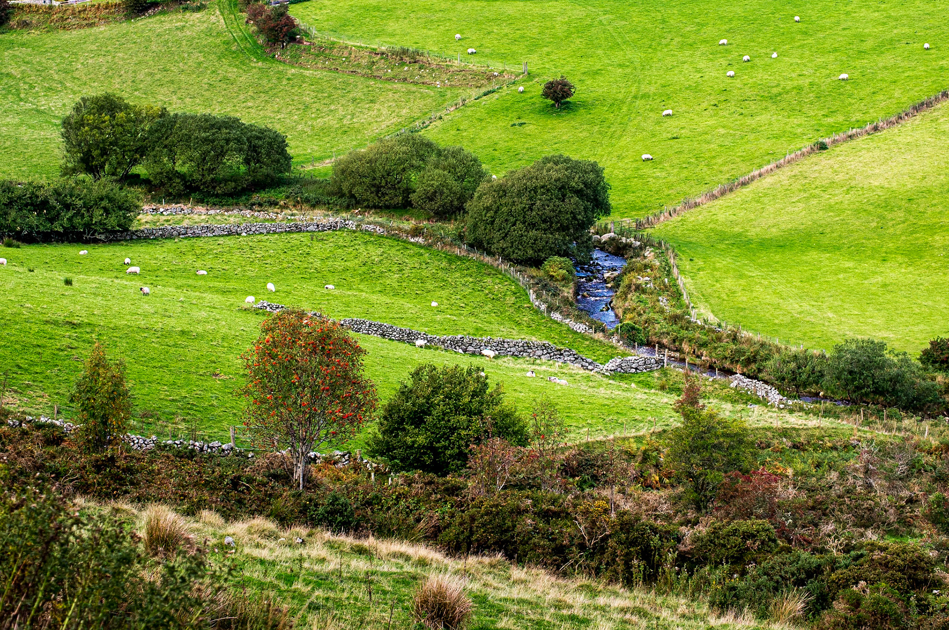 Near Boranaralty Bridge, Dublin mountains, 20 Oct 2013