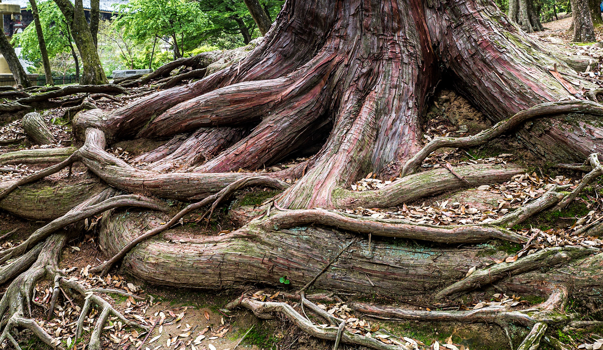 Nara, Japan, 25 Apr 2016