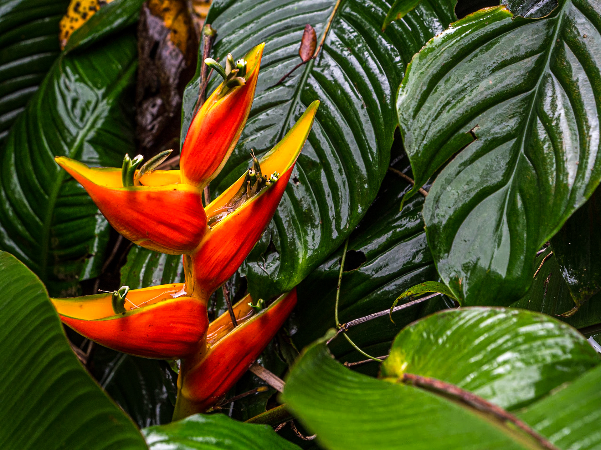 Hoʻomaluhia Botanical Garden, O'ahu, Hawaii, 28 Jan 2024
