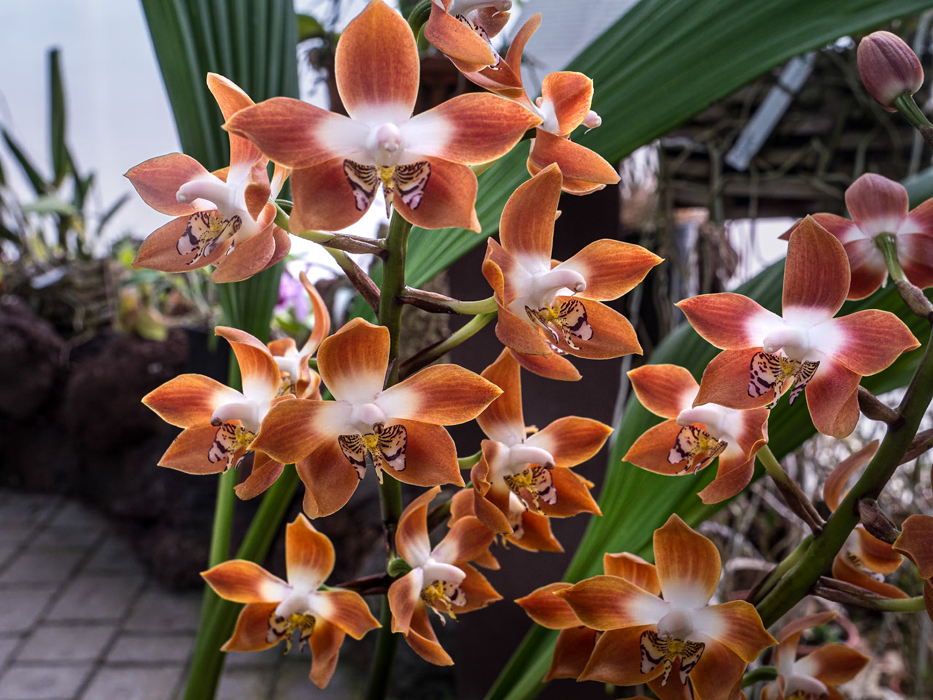 Estepona Orchid House, Spain, 23 Mar 2024
