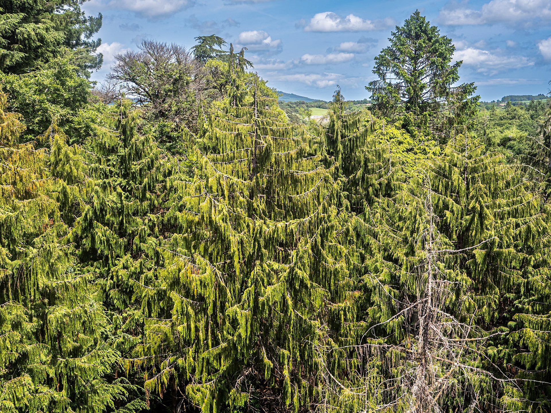 Avondale Forest Park, Co Wicklow, 2 Jun 2025