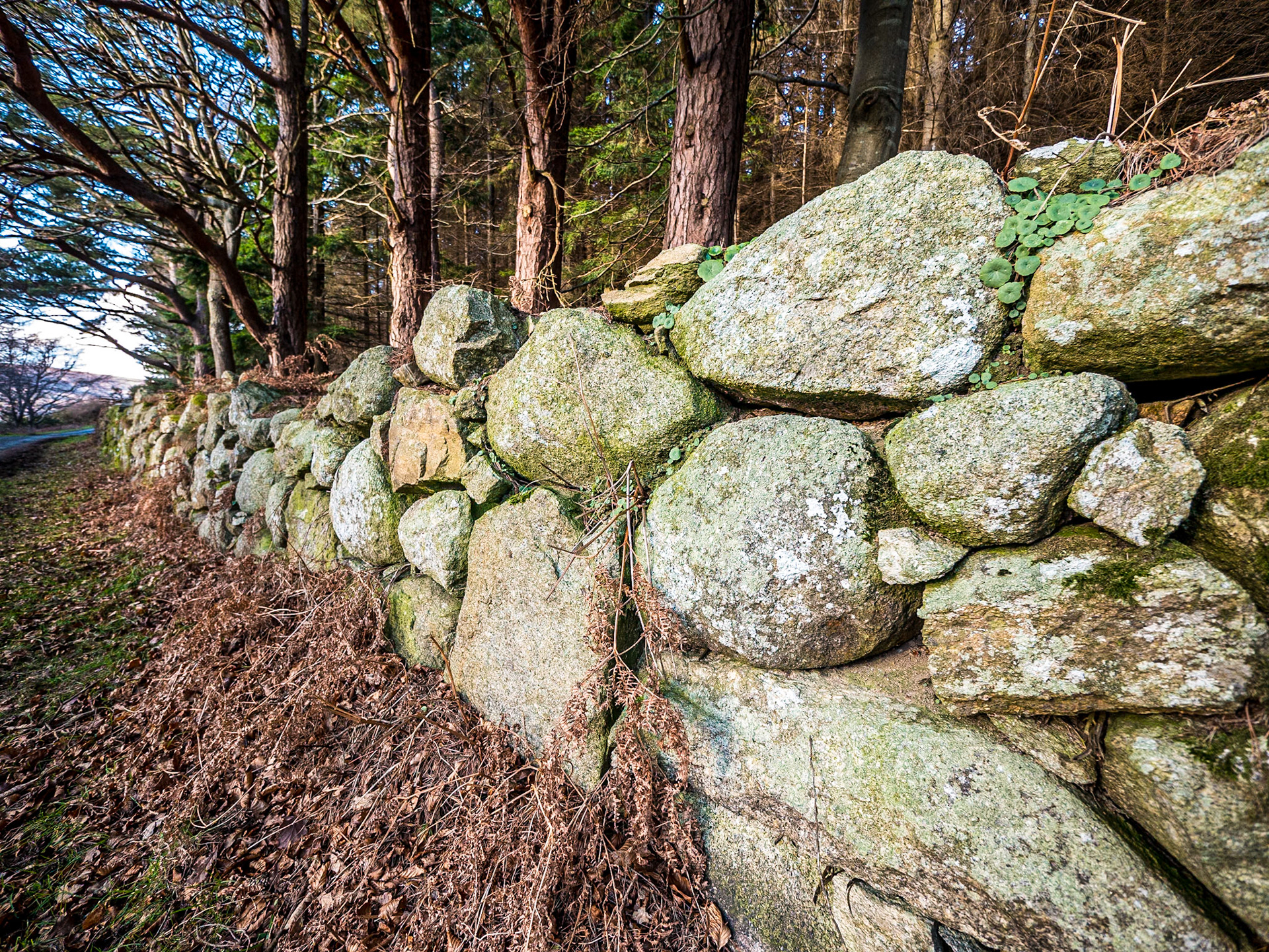 Knockree, Co Wicklow, 12 Feb 2018