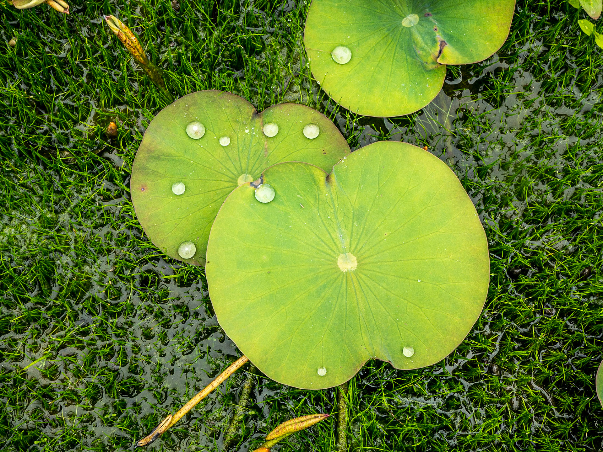Nelumbo nucifera Gaertn cv oga-hasu, Koko-en garden, Himeji, Japan, 27 Apr 2016