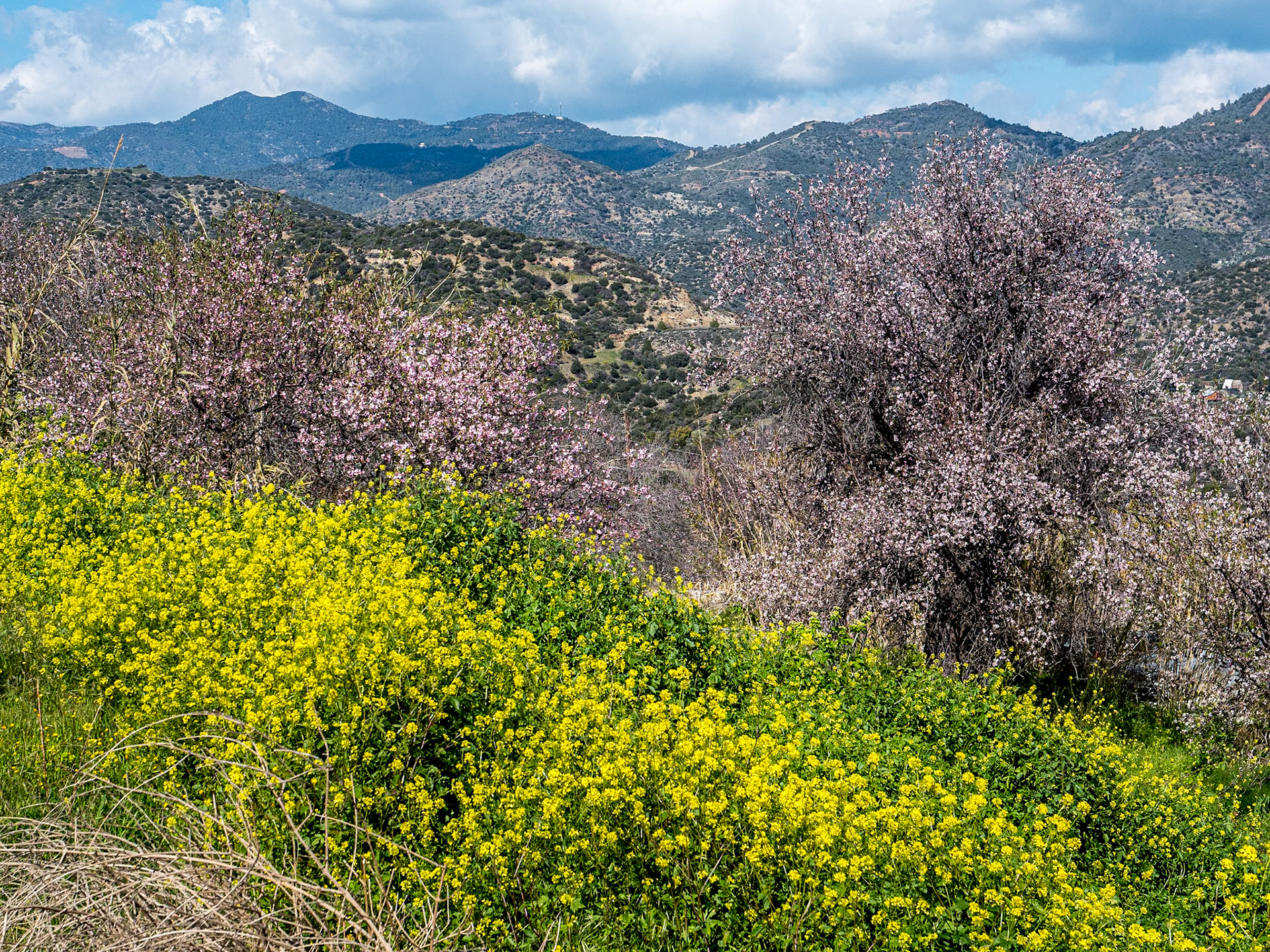Vavla, Cyprus, 13 Feb 2025