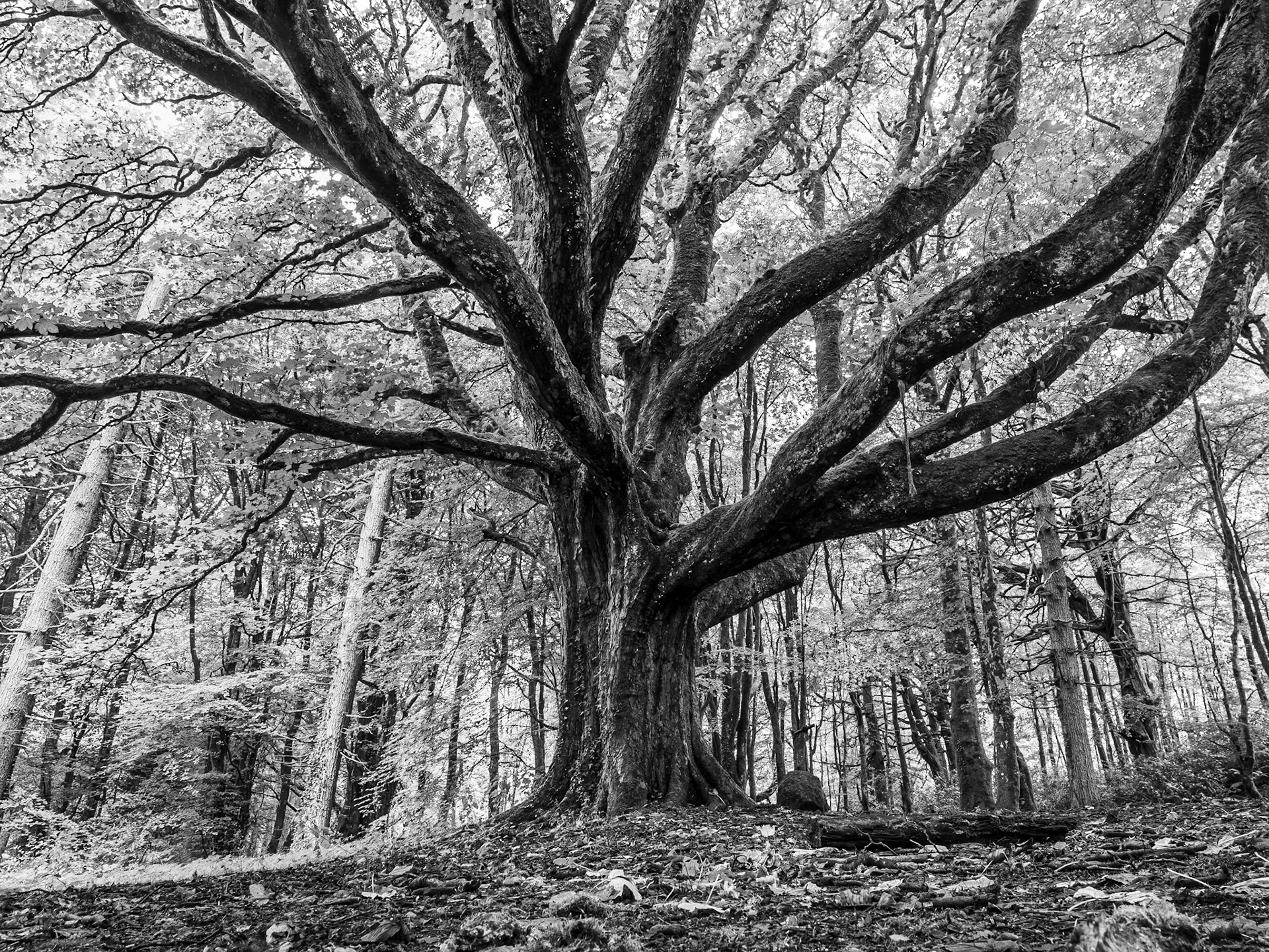 Massy's Estate, Co Dublin, 3 Aug 2023