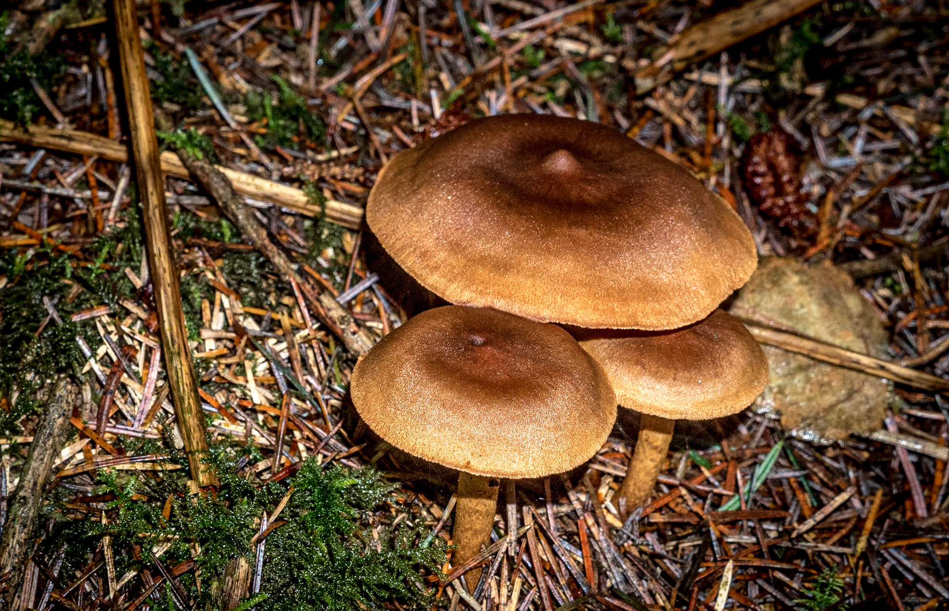 Mushrooms, Devil's Glen, Co Wicklow, 8 Nov 2019