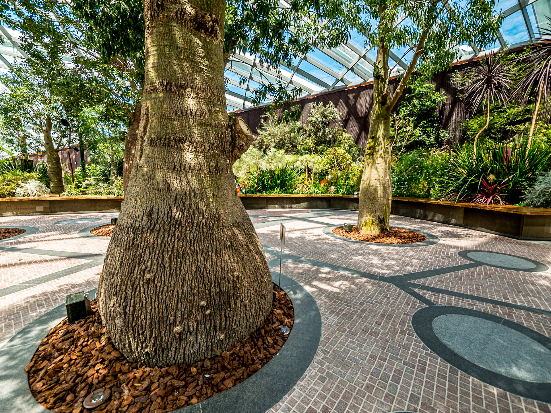 Brachychiton Rupestris (Queensland Bottle Tree), Flower Dome, Gardens by the Bay, Singapore, 3 Jun 2017