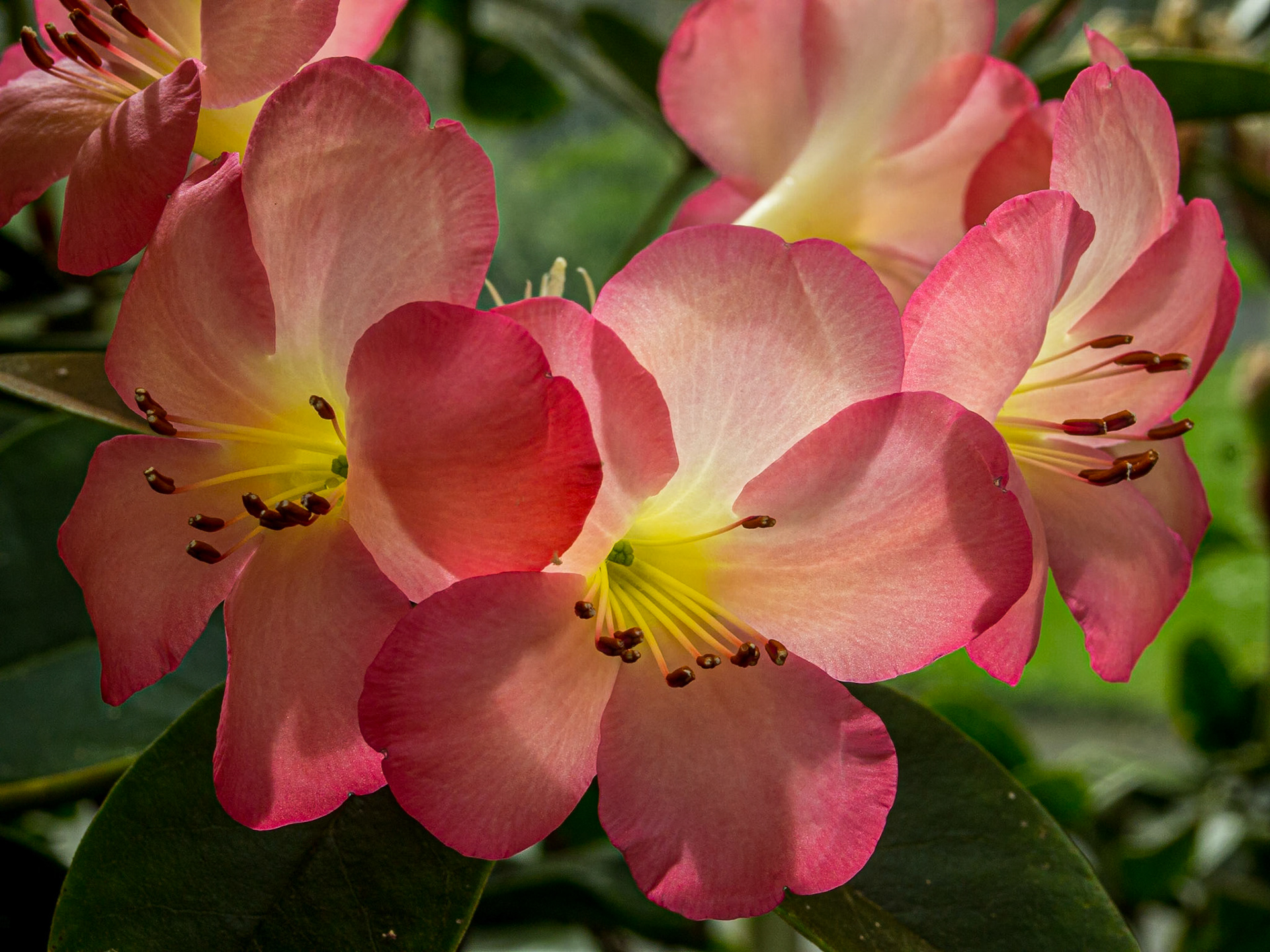 Botanic Gardens, Dublin, 12 May 2013