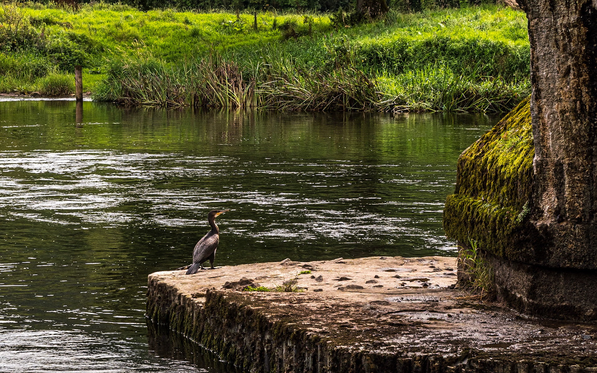 Cormorant, Kilsheelan, Co Tipperary, 31 Aug 2023