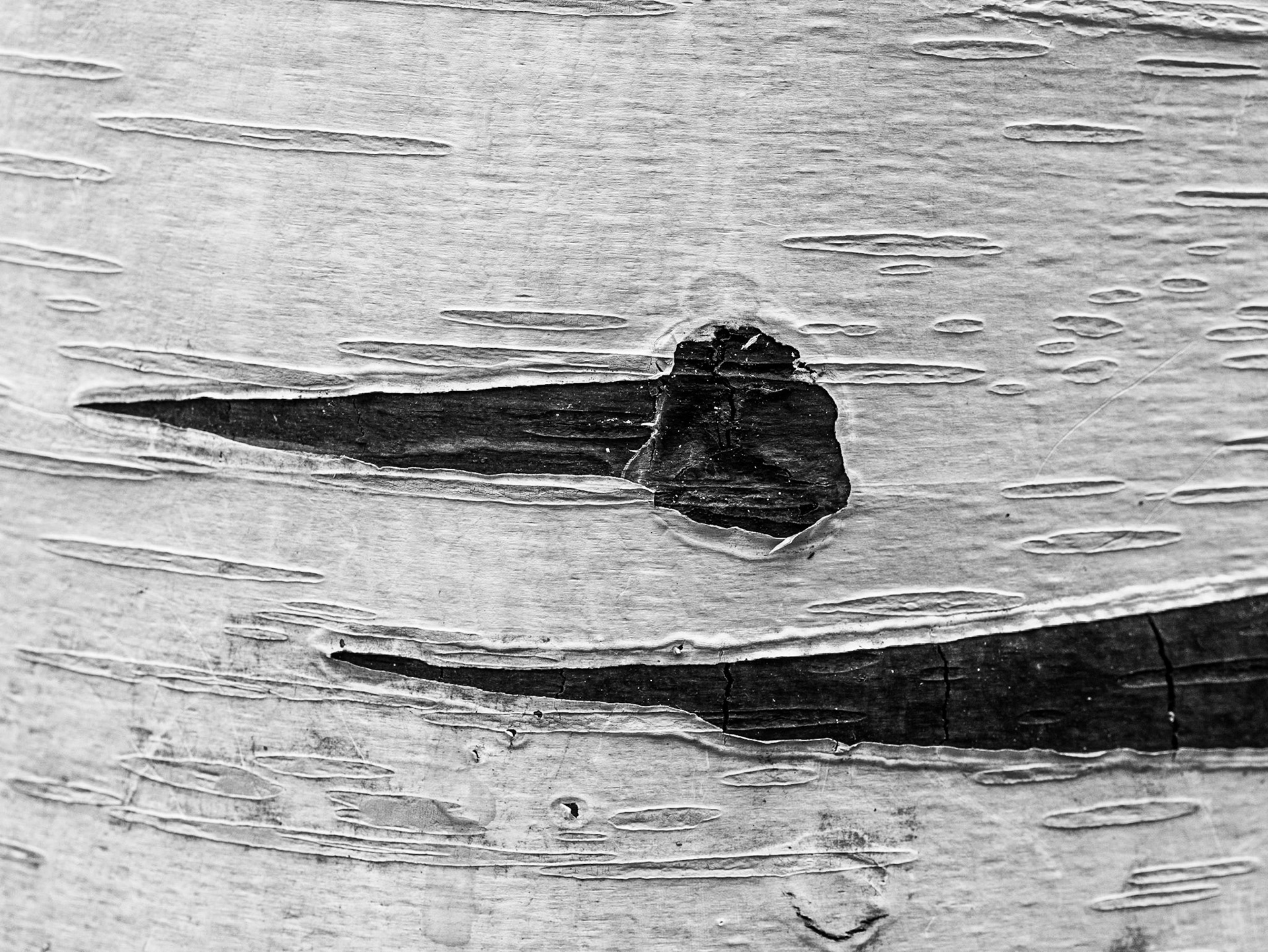 Birch, gardens around Farmleigh, 12 Apr 2015